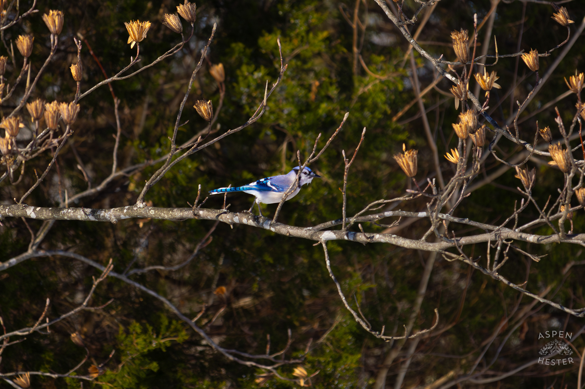 A Blue Jay Flies to A New Branch in A Tulip Tree in The Snowy Landscape of my Backyard. January 13th, 2025/Aspen Hester