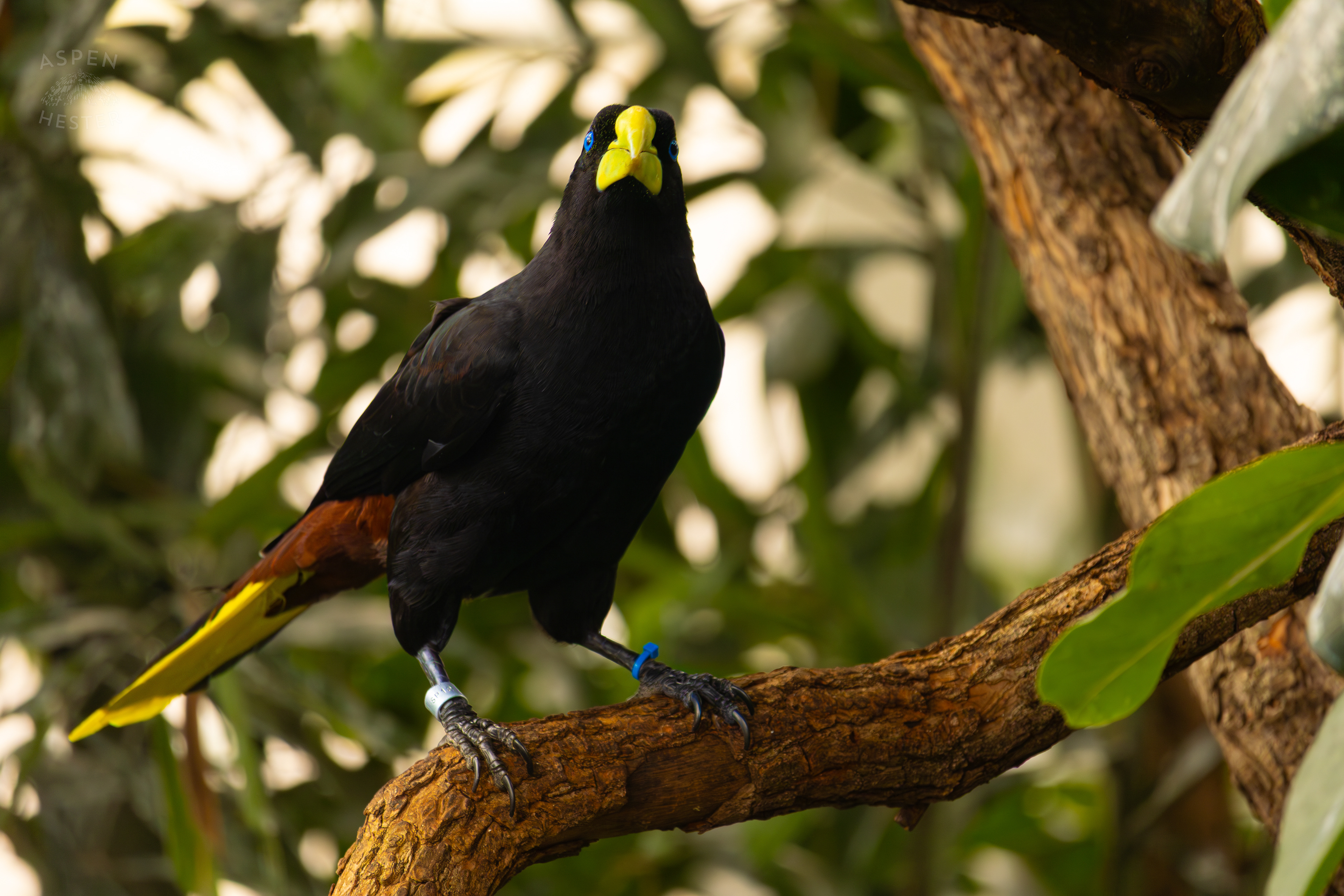A Crested Oropendola Perches On A Tree In The Wetlands Inside The National Aviary in Pittsburgh Pennsylvania. February 26th, 2025/Aspen Hester