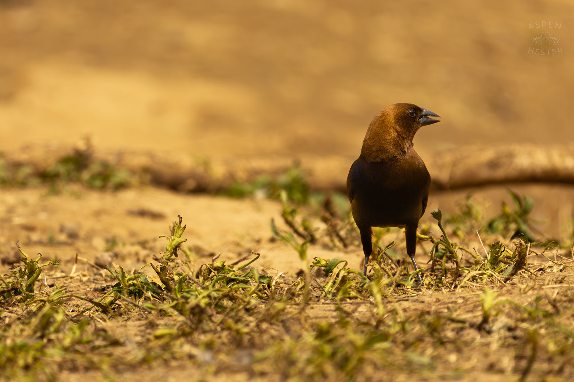 A Male Brown-Headed Cowbird on The Banks of Middle Fork Beargrass Creek Where It Runs Through Brown Park. April 14th, 2025/Aspen Hester