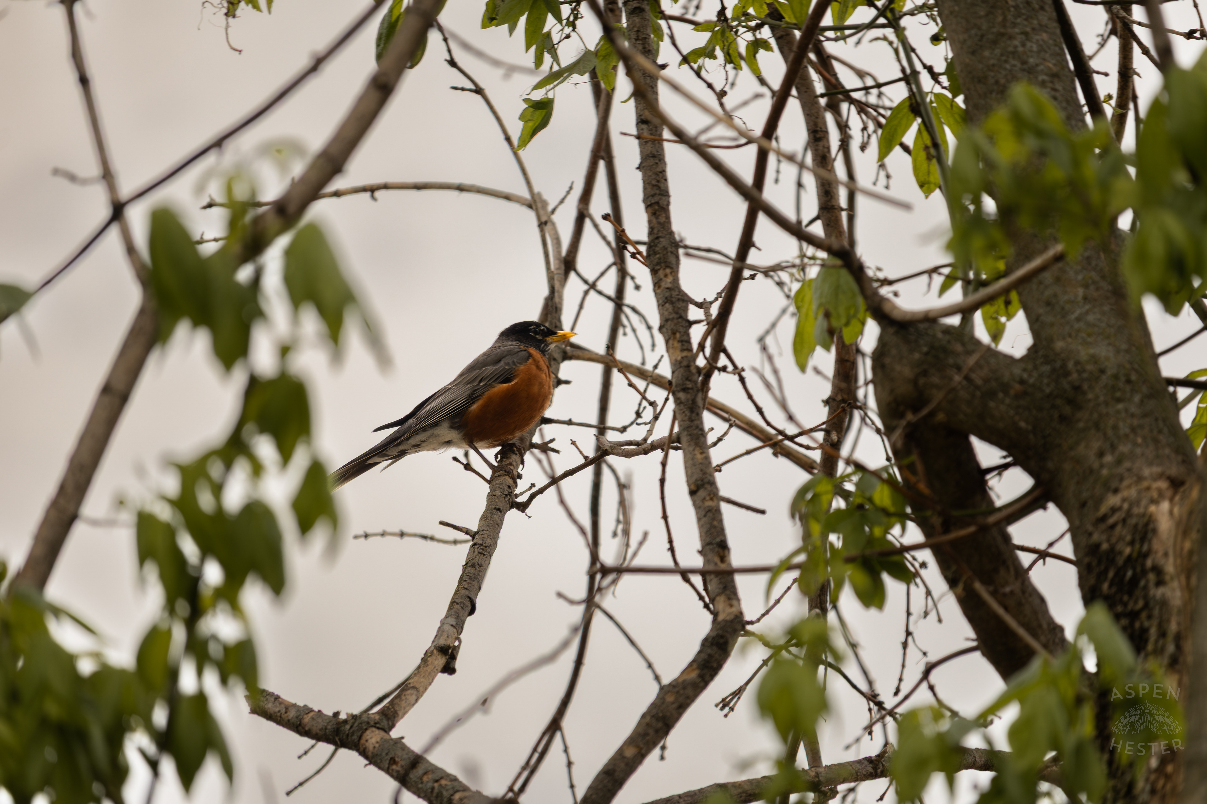 A Robin Perches High in The Trees Above The Ohio Rivers Near Crest Amid The Historic Flooding in Utica Indiana. April 9th, 2025/Aspen Hester