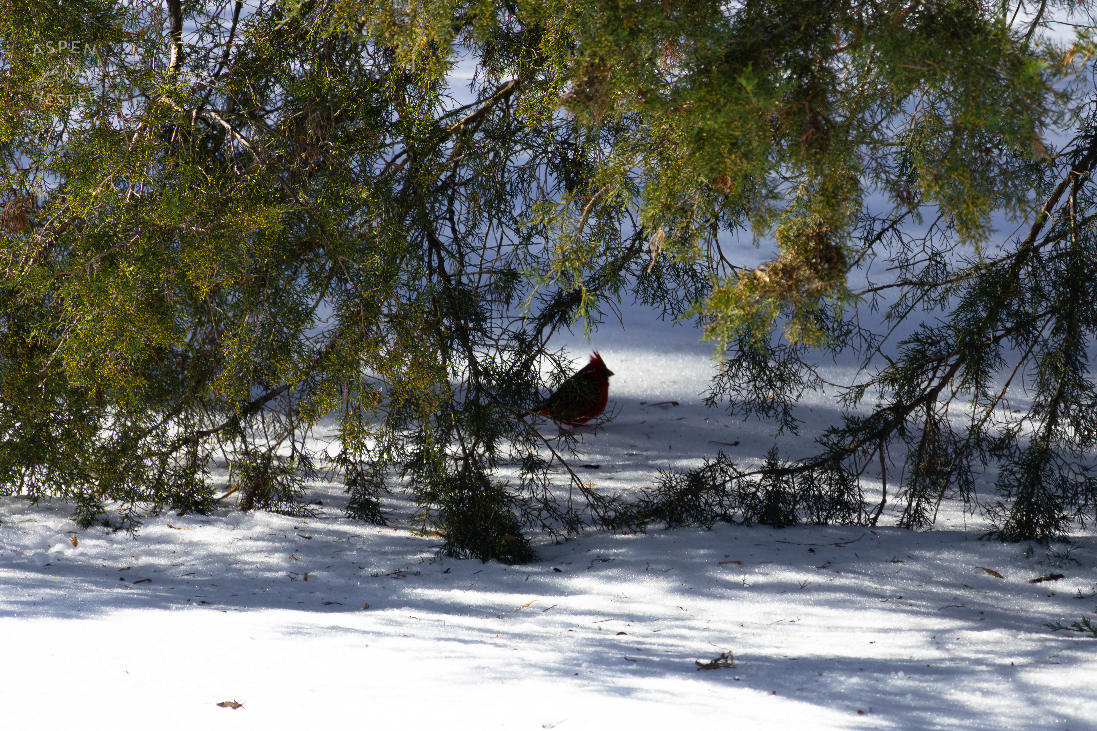 A Male Cardinal Rests on The Snowy Ground Underneath The Shade of An Ash Tree in my Backyard. January 13th, 2025/Aspen Hester