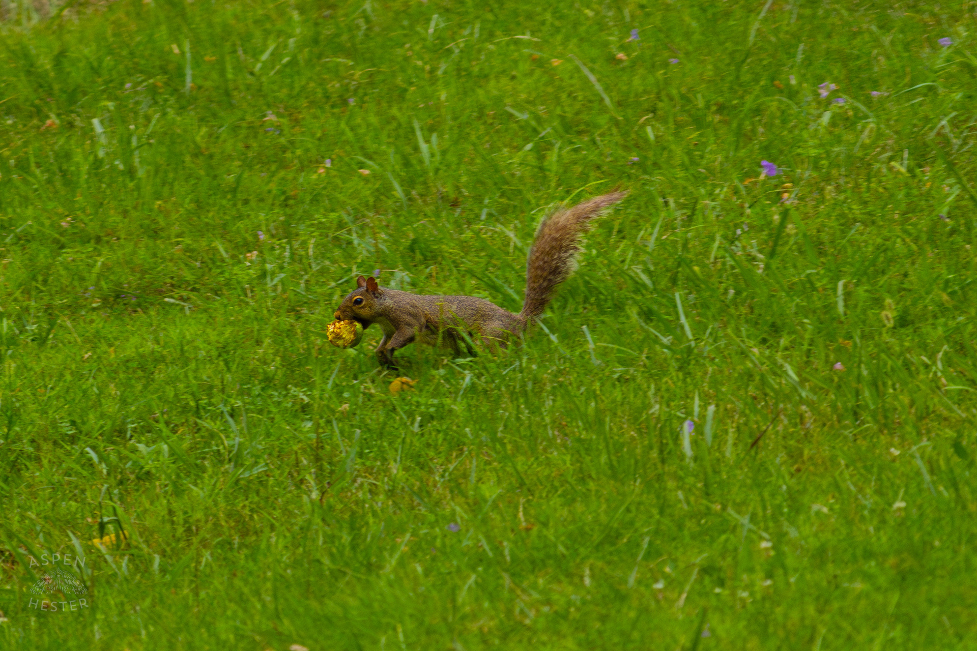 A Squirrel with A Crabapple Runs Through Wendell Moore Park. August 12th, 2024/Aspen Hester