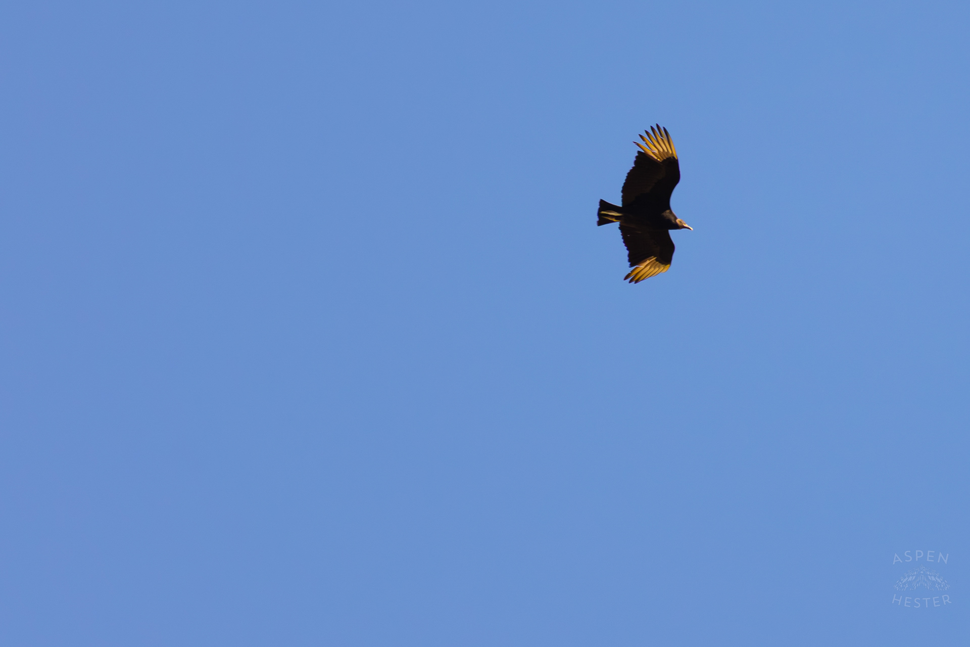 A Black Vulture Soars Over Wendell Moore Park Right Before Spring. March 18th, 2025/Aspen Hester