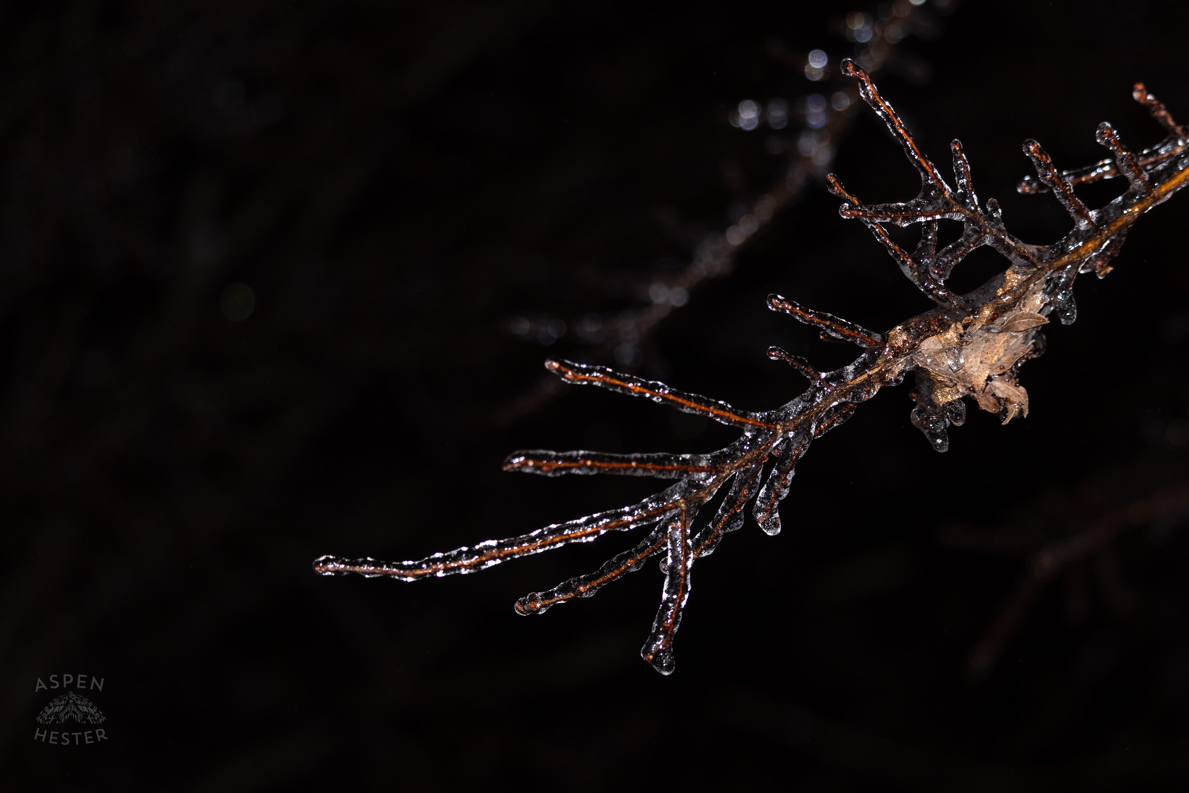 Branches Covered in Thick Ice in Okolona Caused by Winter Storm Blair. January 5th, 2025/Aspen Hester