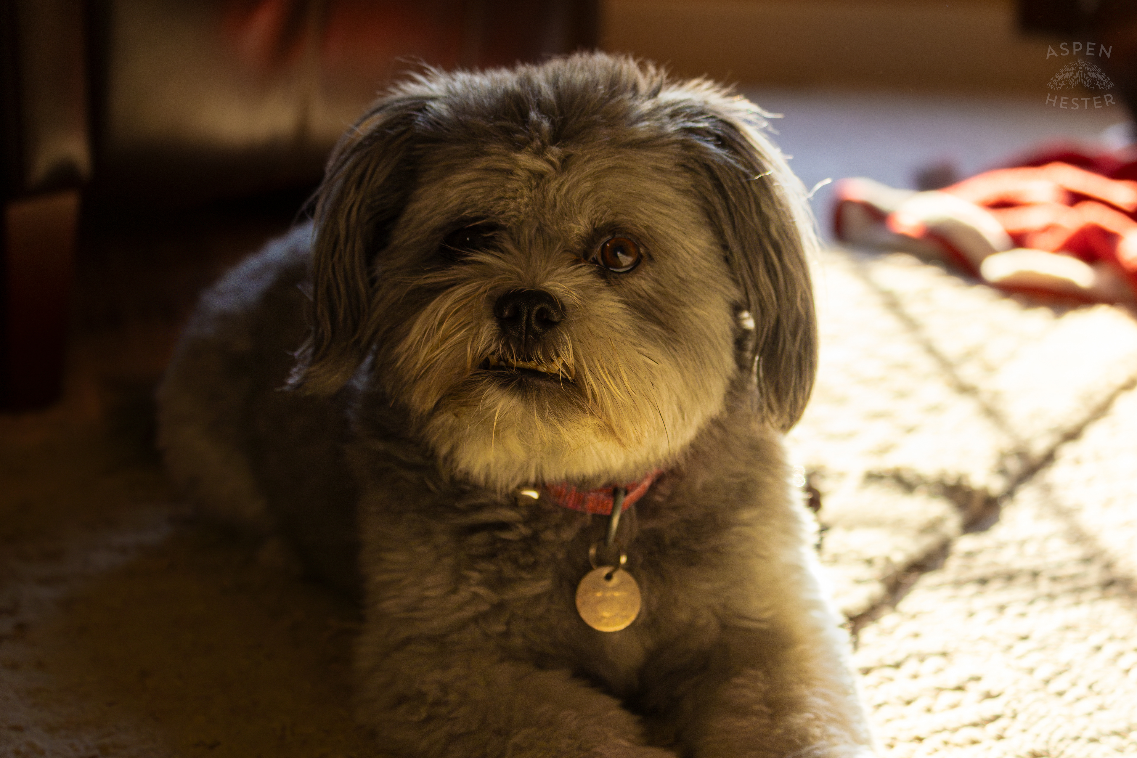 My Girl Mabel In The Sun. November 11th, 2024/Aspen Hester