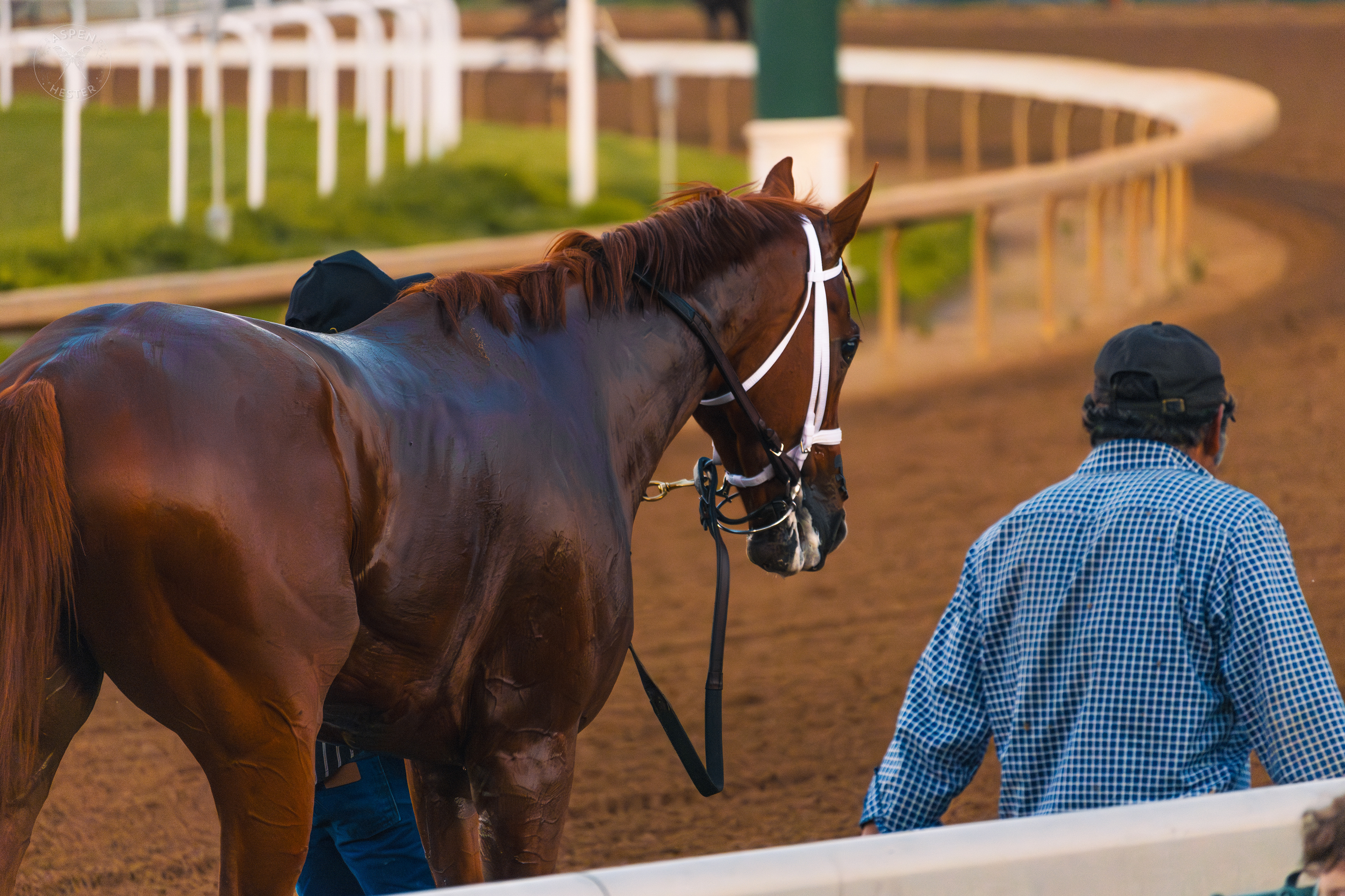 Horse Strolling Down the Track at Downs After Dark. May 18th, 2024/Aspen Hester