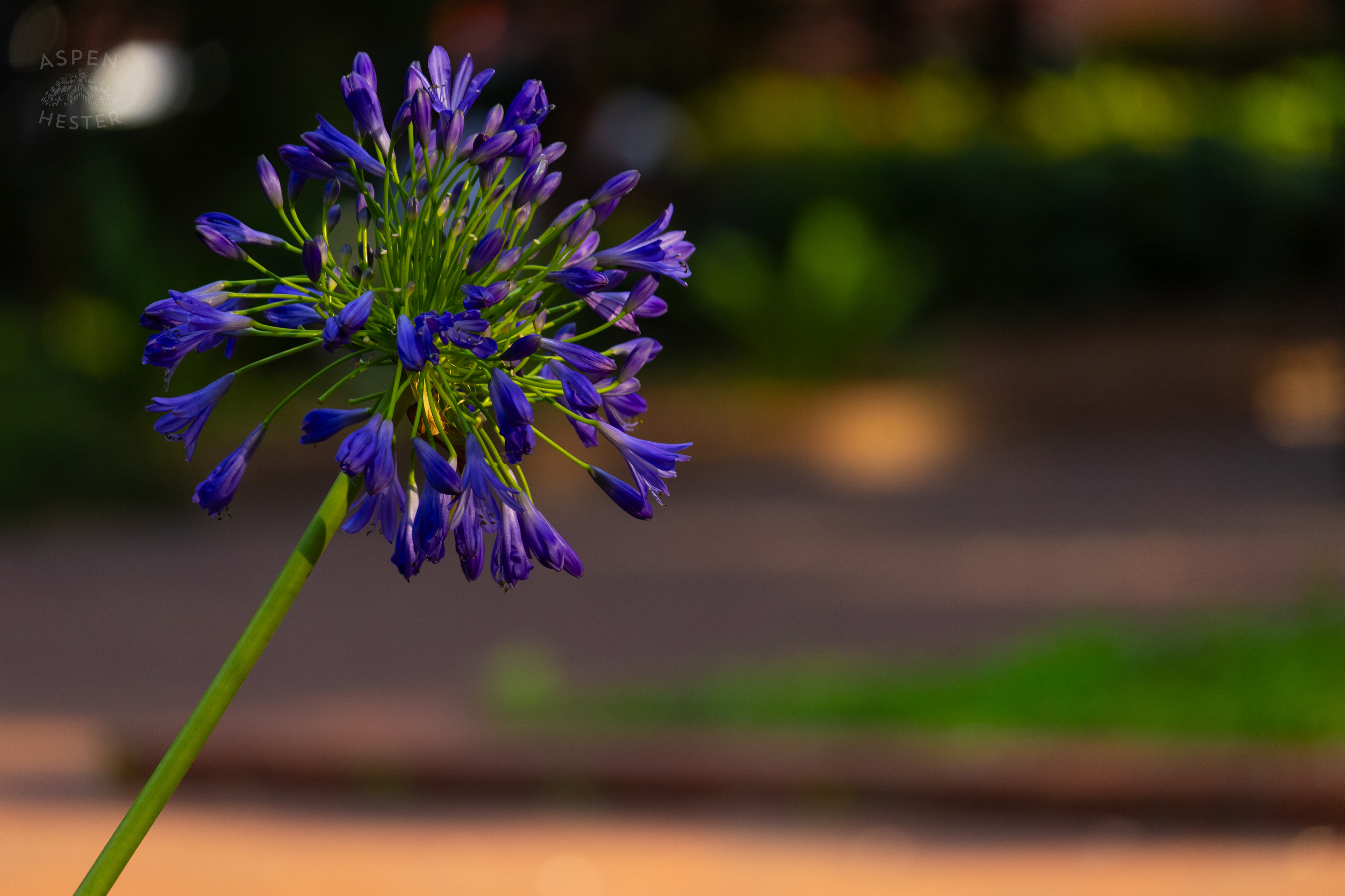African Lily In Savannah Georgia's Reynolds Square. June 24th, 2024/Aspen Hester