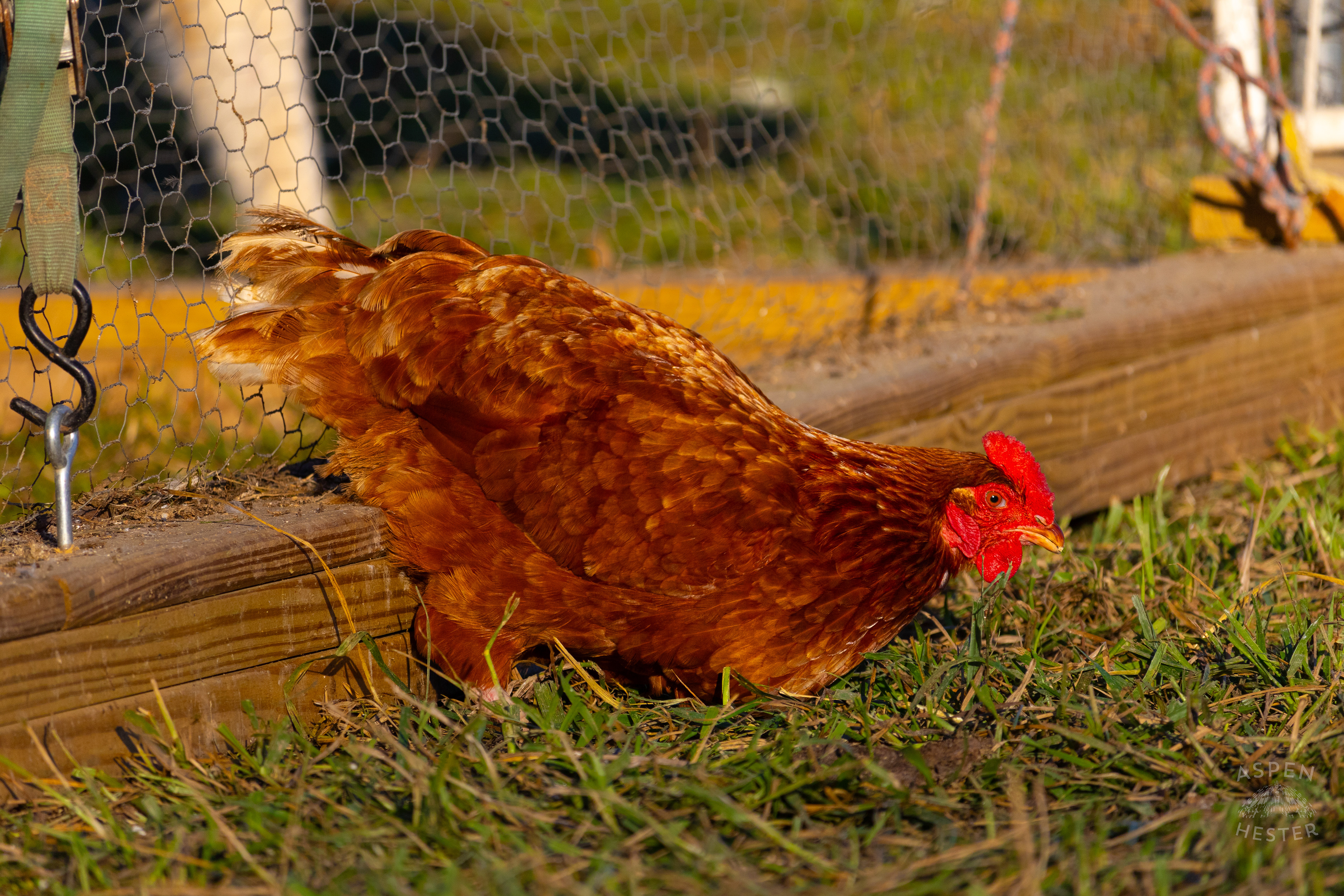A Chicken Pecking About on Skinner Farms Thanksgiving Turkey Pick Up Day. November 24th, 2024/Aspen Hester