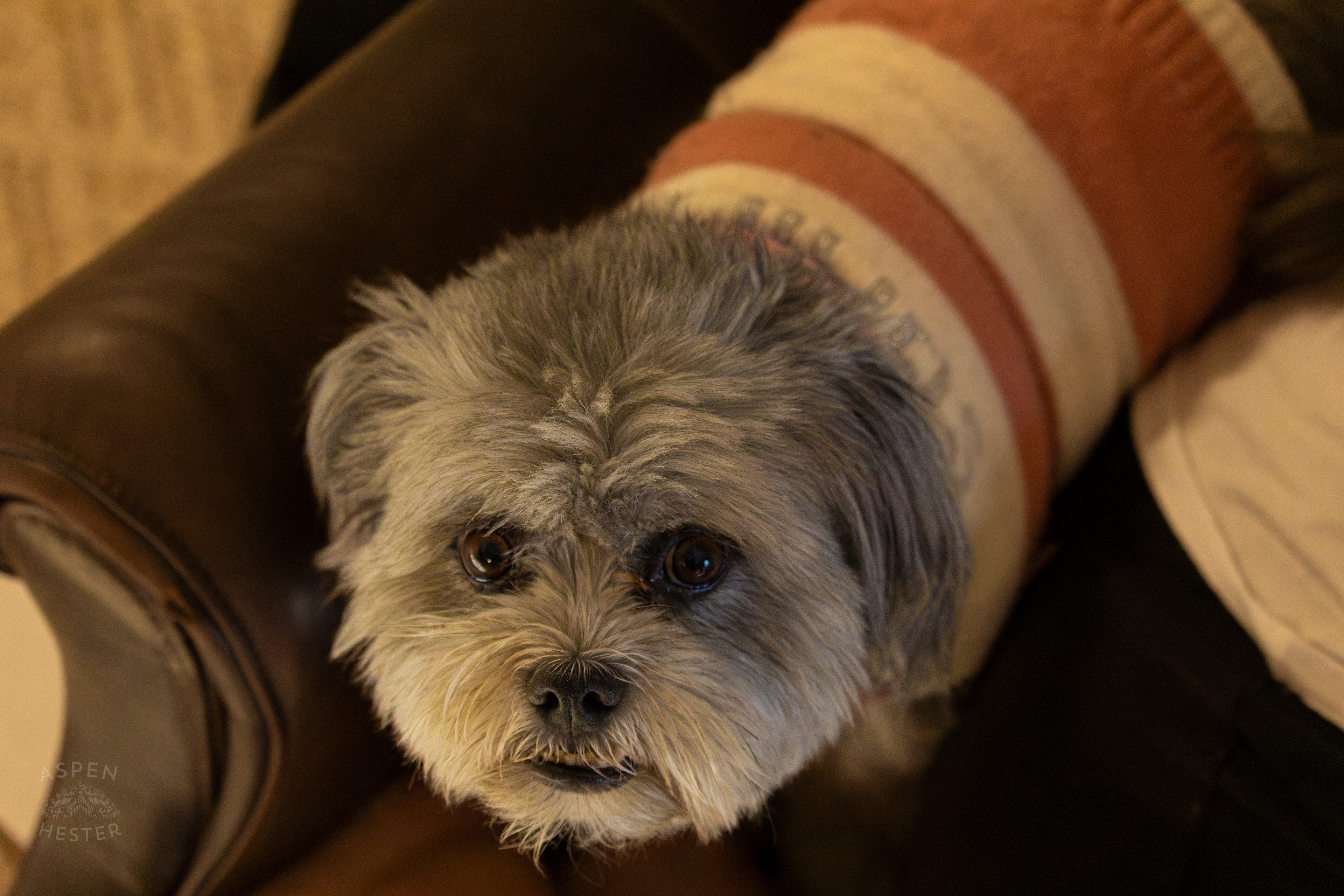 My Girl Mabel. November 11th, 2024/Aspen Hester