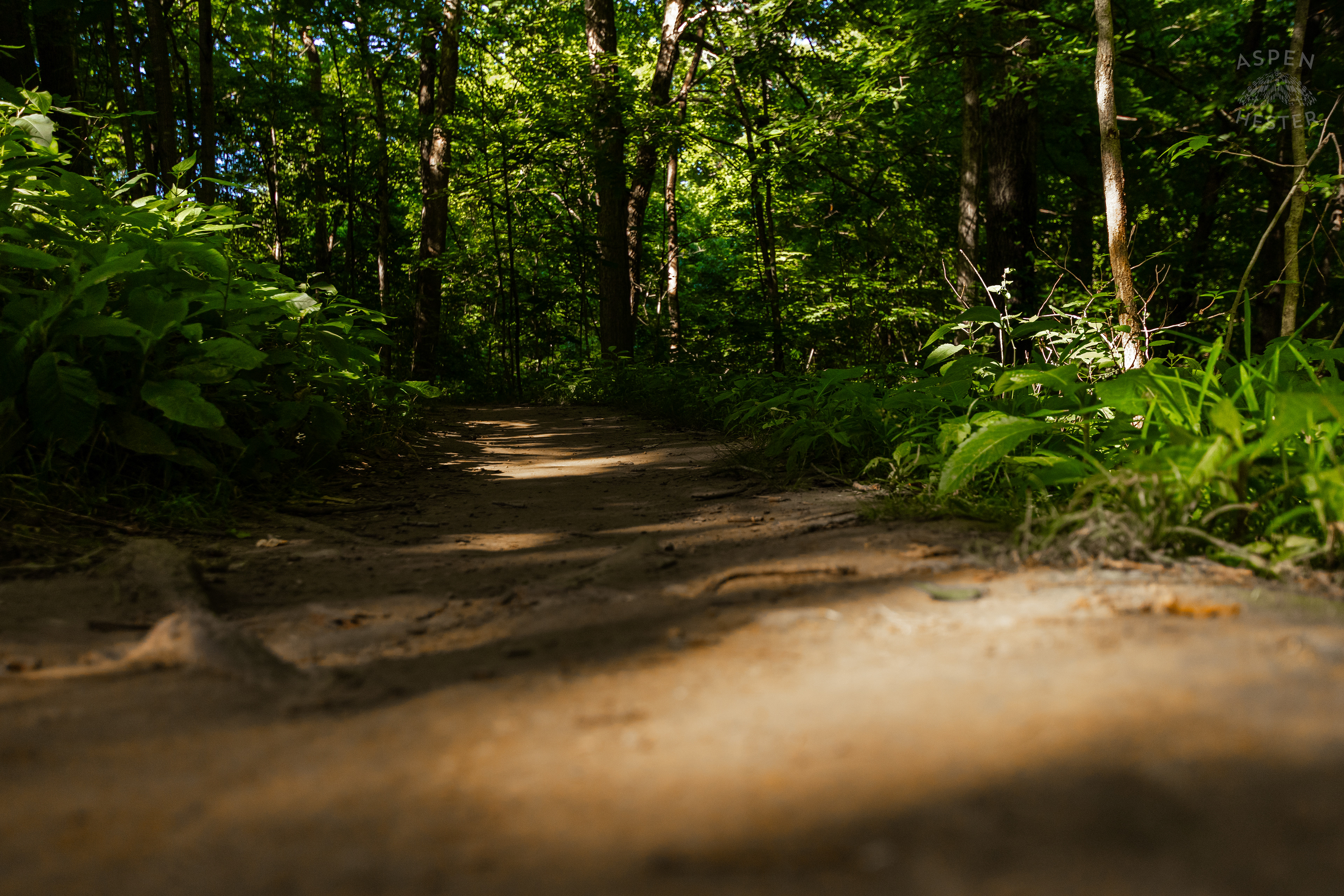 Trails Through Cherokee Park. June 11th, 2024/Aspen Hester