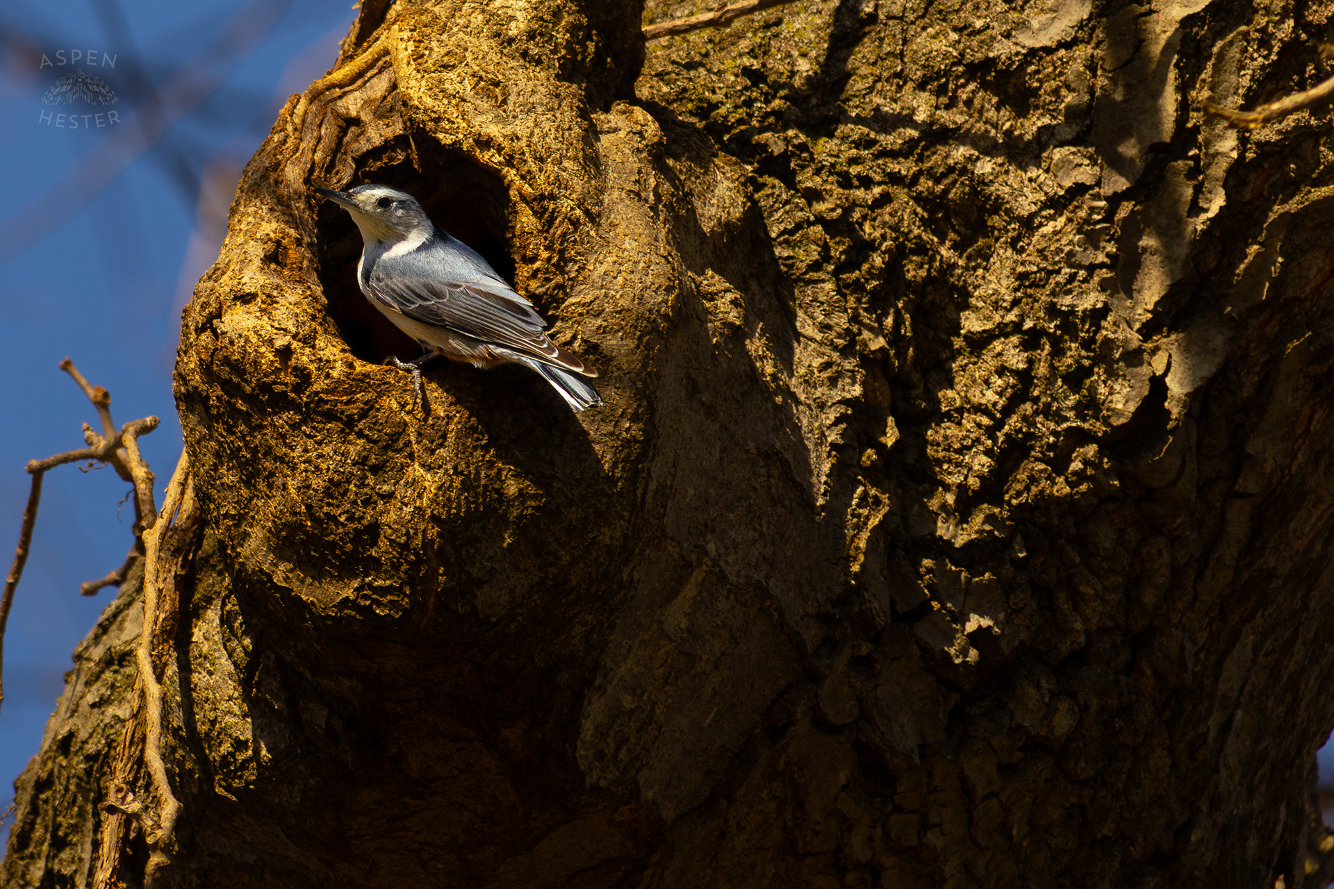 A Female White-Breasted Nuthatch Dances Around Her Tree Hollow Home in Wendell Moore Park Right Before Spring. March 18th, 2025/Aspen Hester