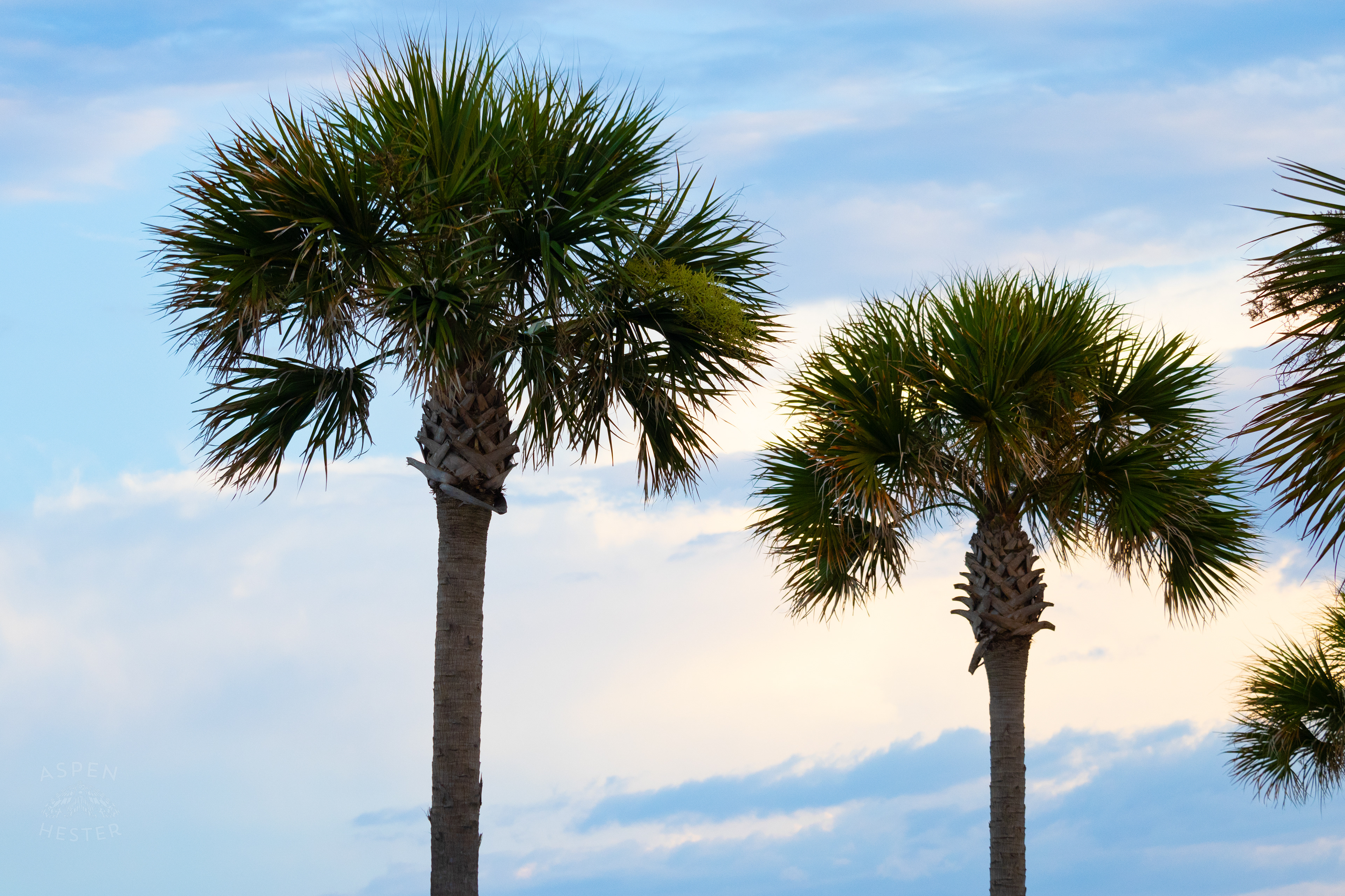 Palm Trees on Main Street Tybee Island Georgia. June 23rd, 2024/Aspen Hester