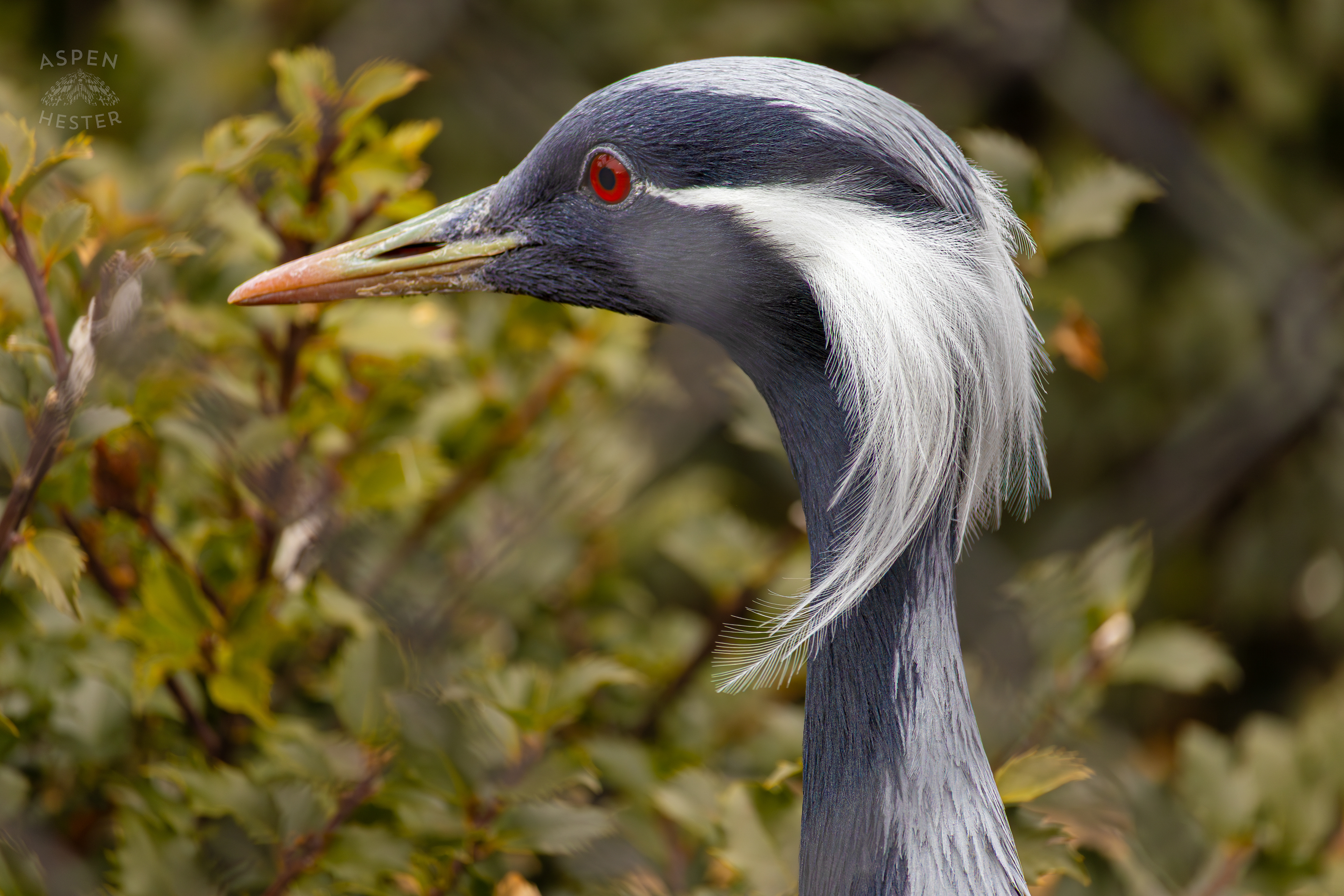 A Demoiselle Crane Hangs Out Behind The Fence in Condor Court Inside The National Aviary in Pittsburgh Pennsylvania. February 26th, 2025/Aspen Hester