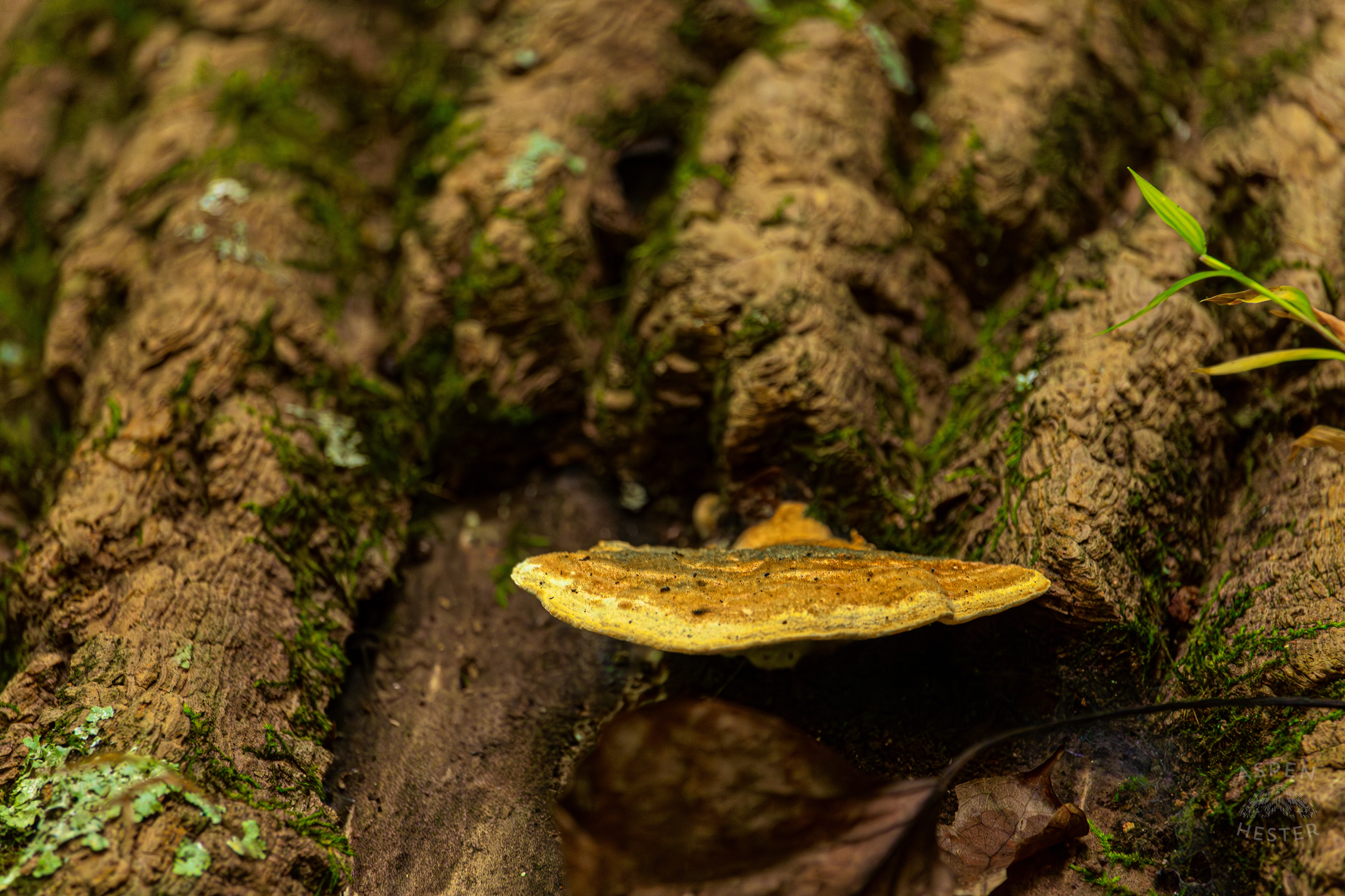  Mossy Maple Polypore On A Fallen Log Inside Jefferson Memorial Forest. September 3rd, 2024/Aspen Hester
