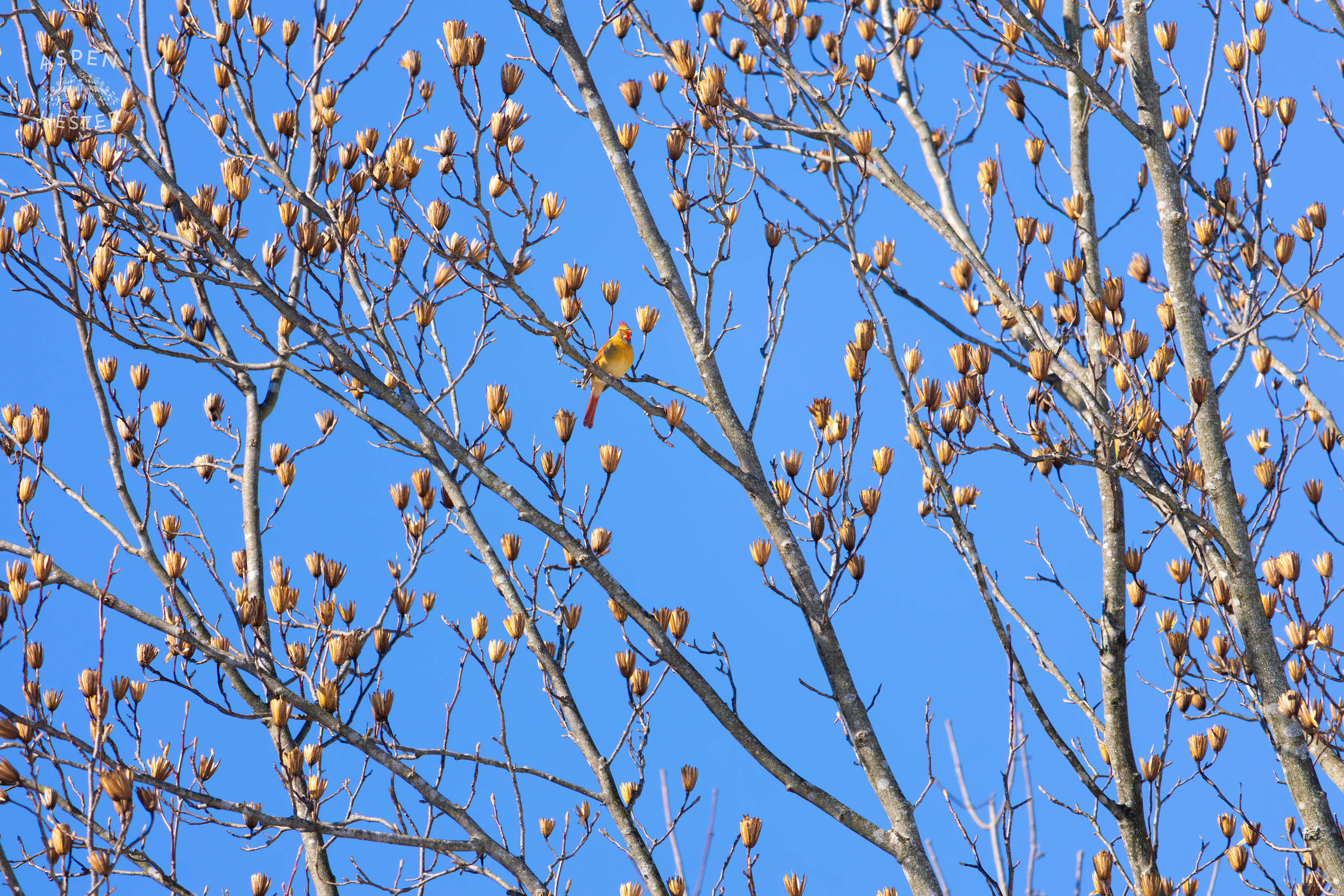 A Bright Female Cardinal Sits in A Tulip Tree in my Backyard. January 13th, 2025/Aspen Hester