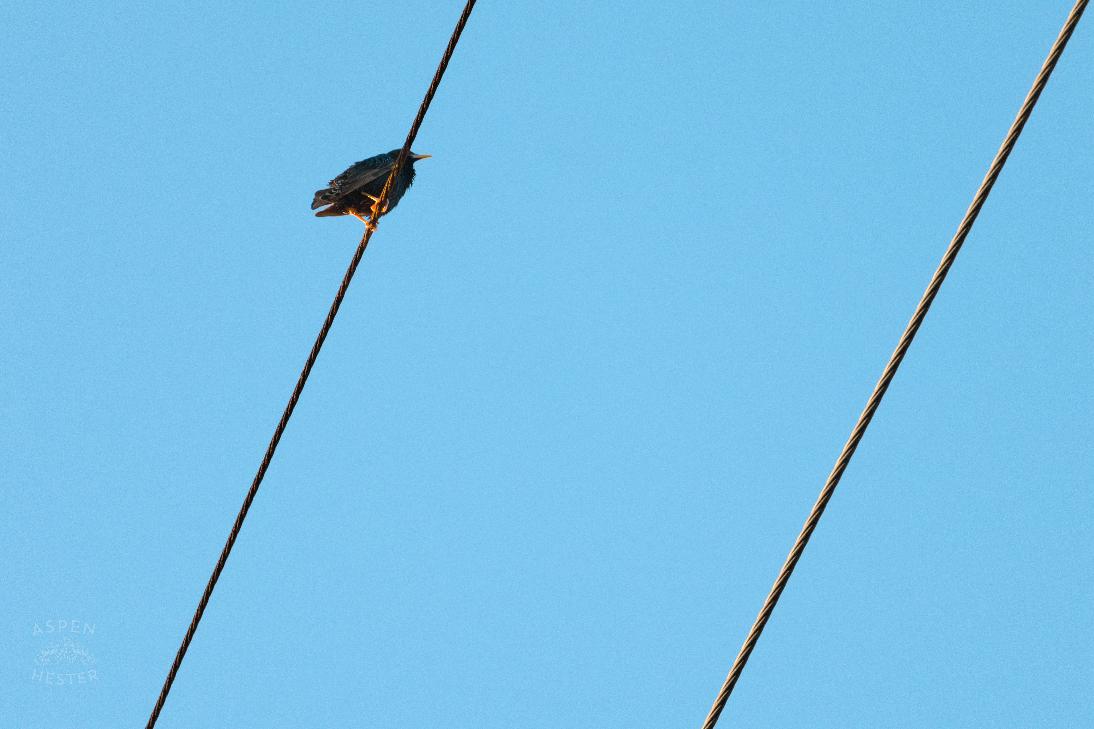 Bird on a Powerline During Golden Hour on Preston Street. May 30th, 2024/Aspen Hester 