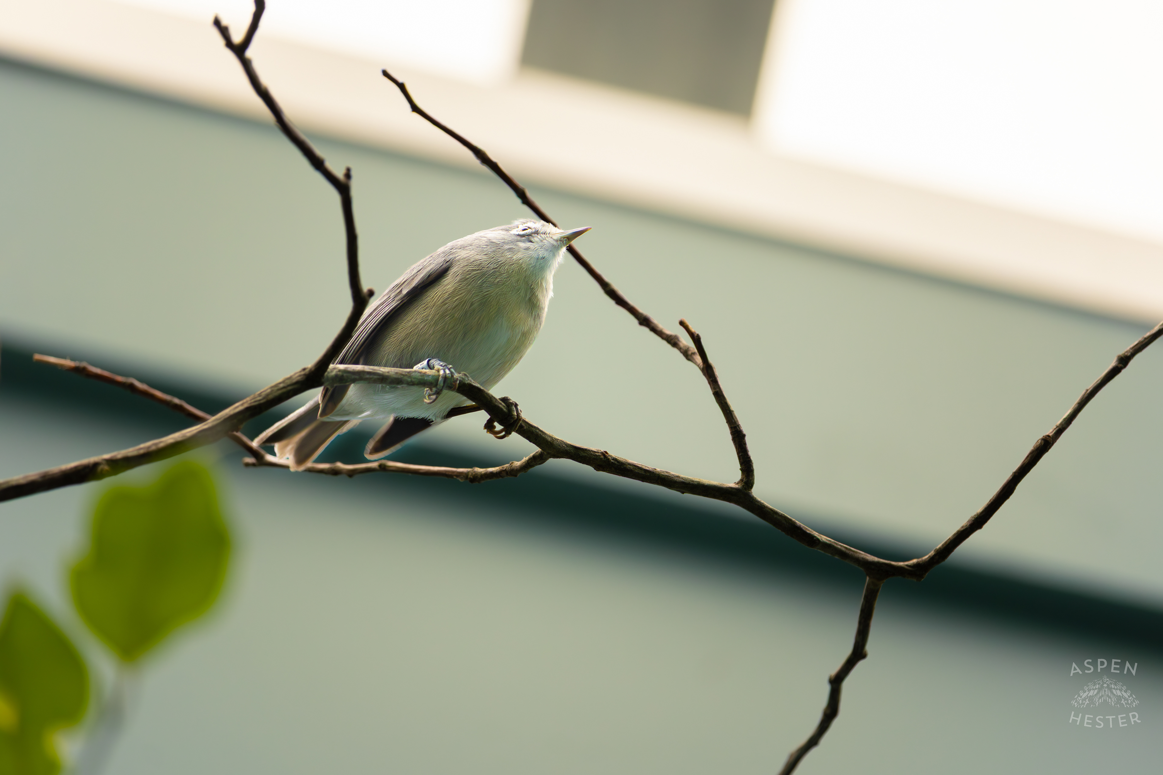 A Bridled White-Eye Sits on A Branch in The Grasslands Inside The National Aviary in Pittsburgh Pennsylvania. February 26th, 2025/Aspen Hester