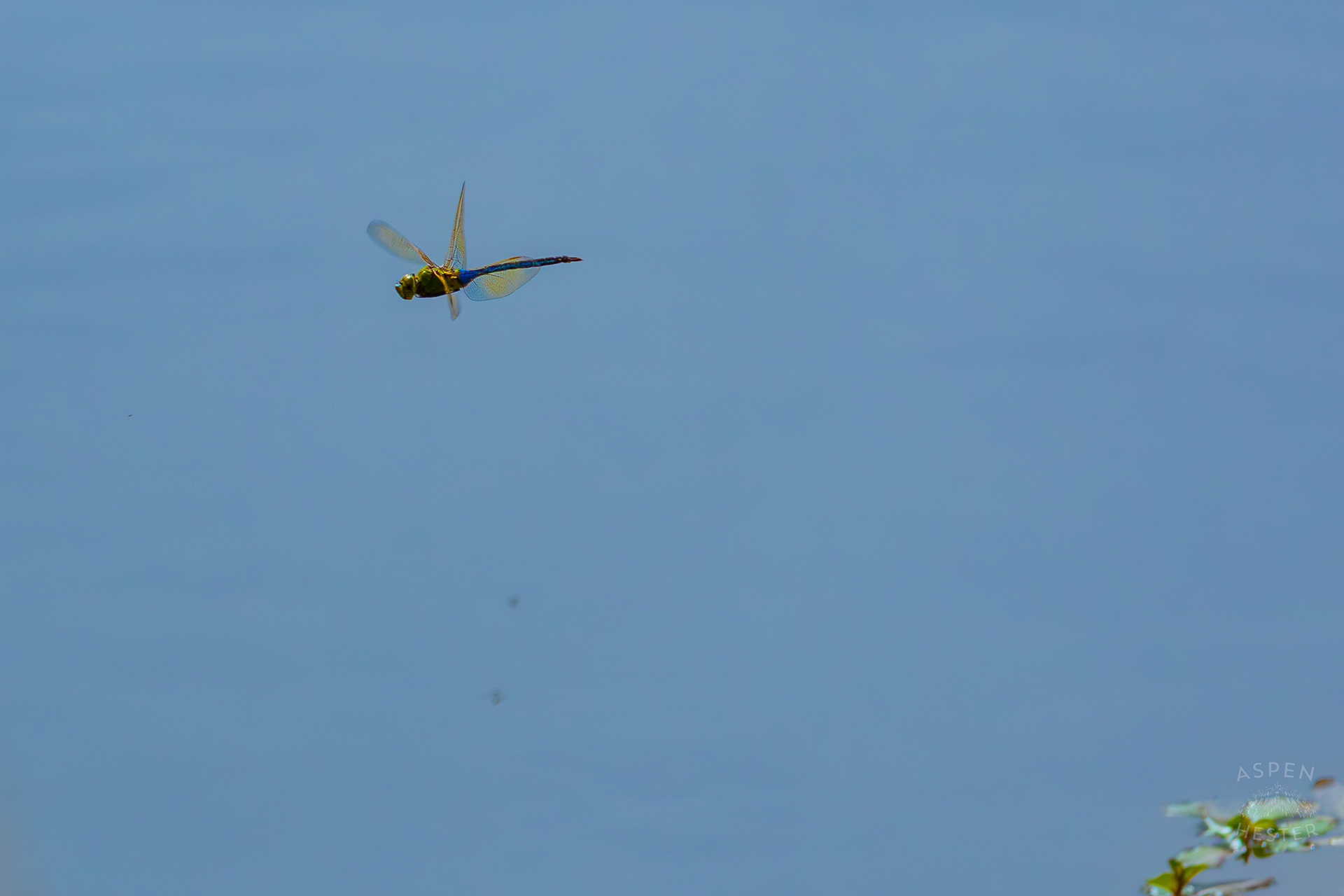 Emperor Dragonfly Zips Over Tom Wallace Lake Inside Jefferson Memorial Forest. September 3rd, 2024/Aspen Hester