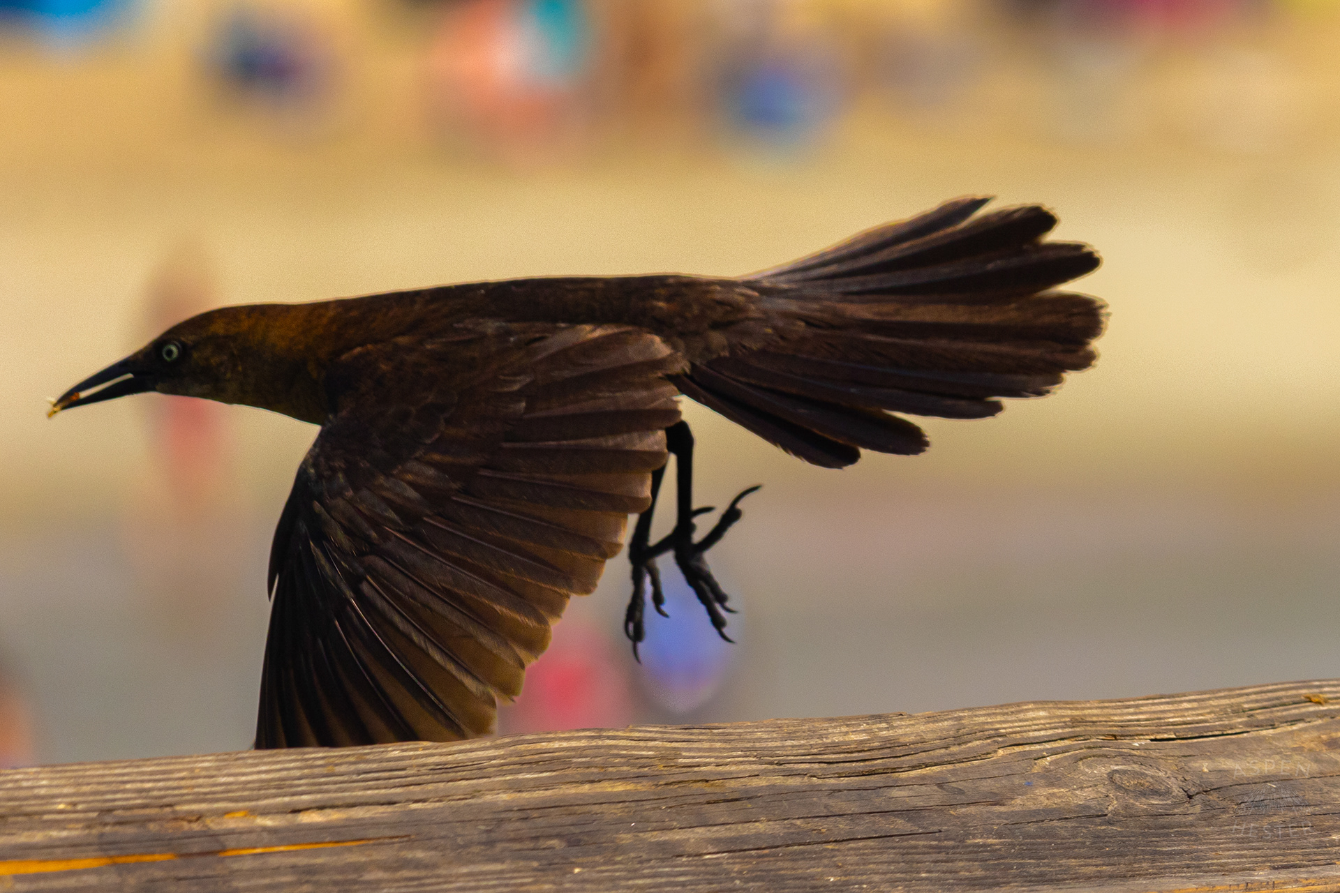 Grackle Fly's Away with A Snack From The Tybee Island Pier and Pavilion on Tybee Island Georgia. June 27th, 2024/Aspen Hester 