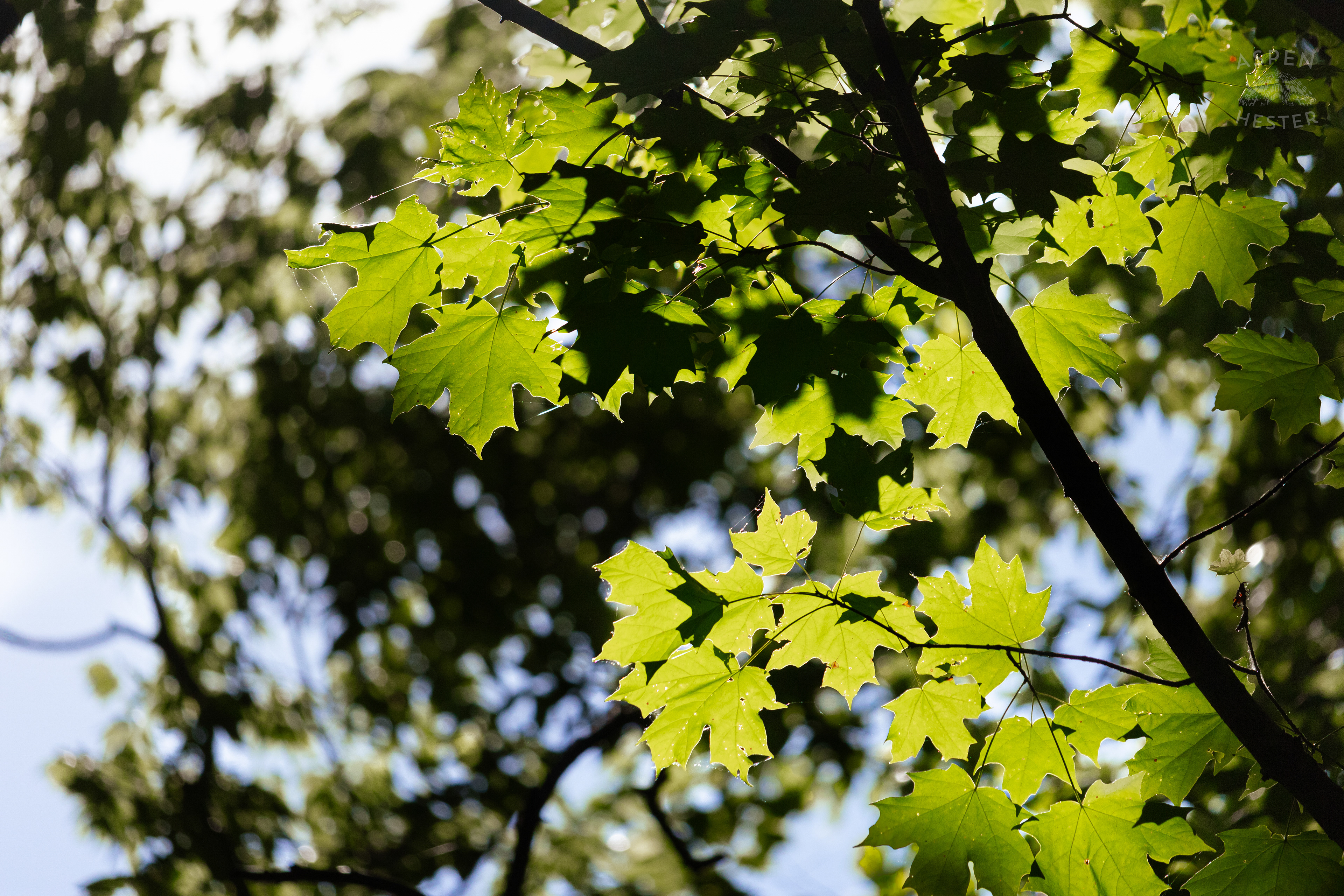 Sunlit Foliage in Cherokee Park. June 11th, 2024/Aspen Hester