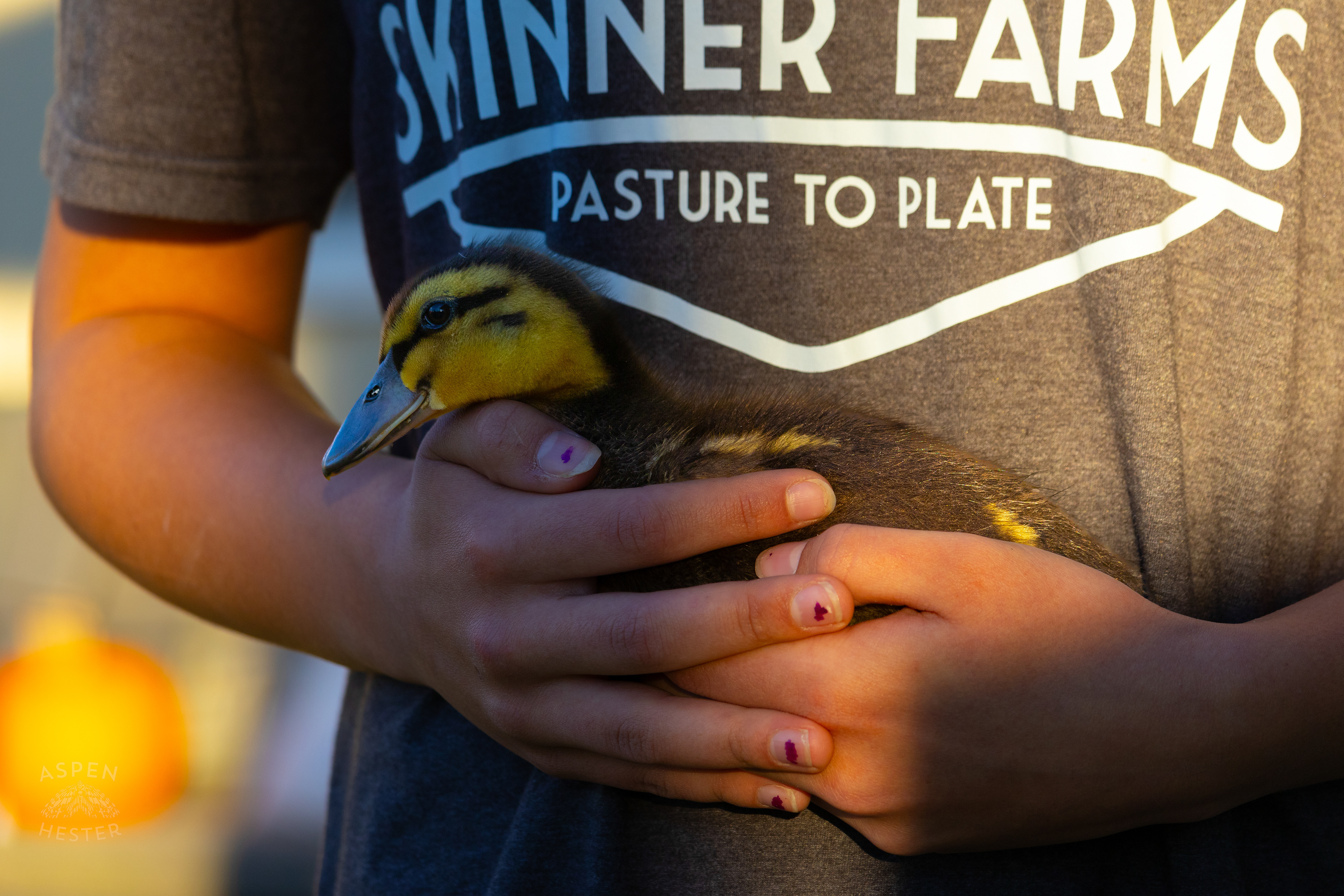 Nella Skinner and A Duckling on Skinner Farms Thanksgiving Turkey Pick Up Day. November 24th, 2024/Aspen Hester