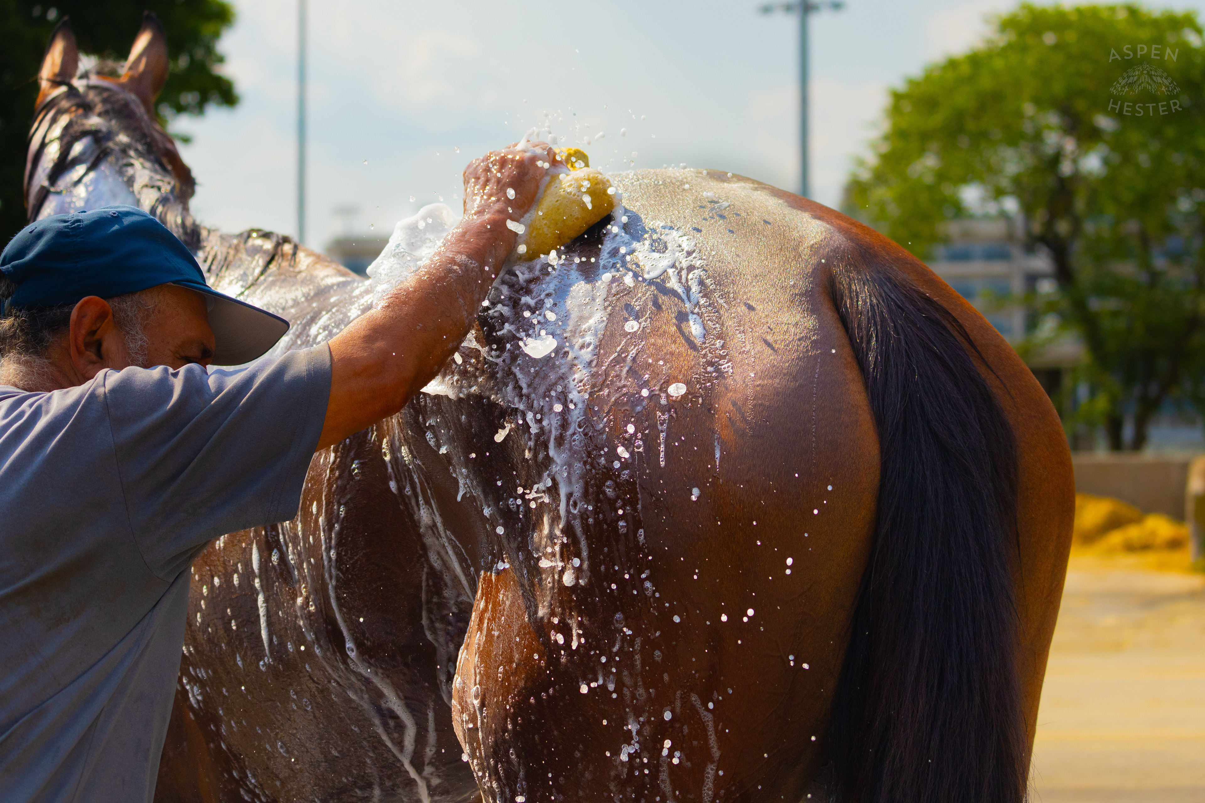 Bath Time for Horse Pharoah’s Wine. June 21st, 2024/Aspen Hester
