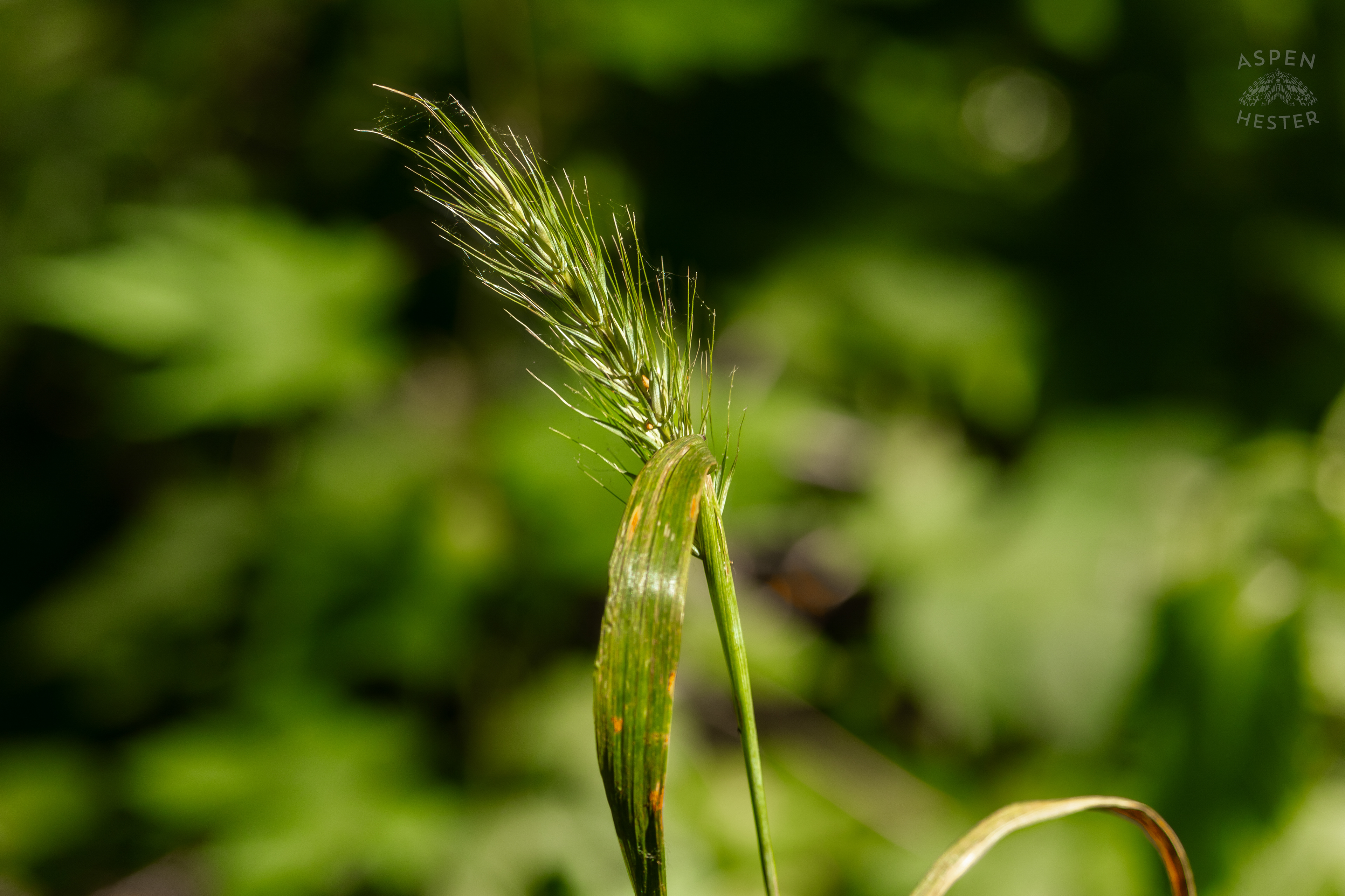 Wood Barley Along The Trails in Cherokee Park. June 11th, 2024/Aspen Hester
