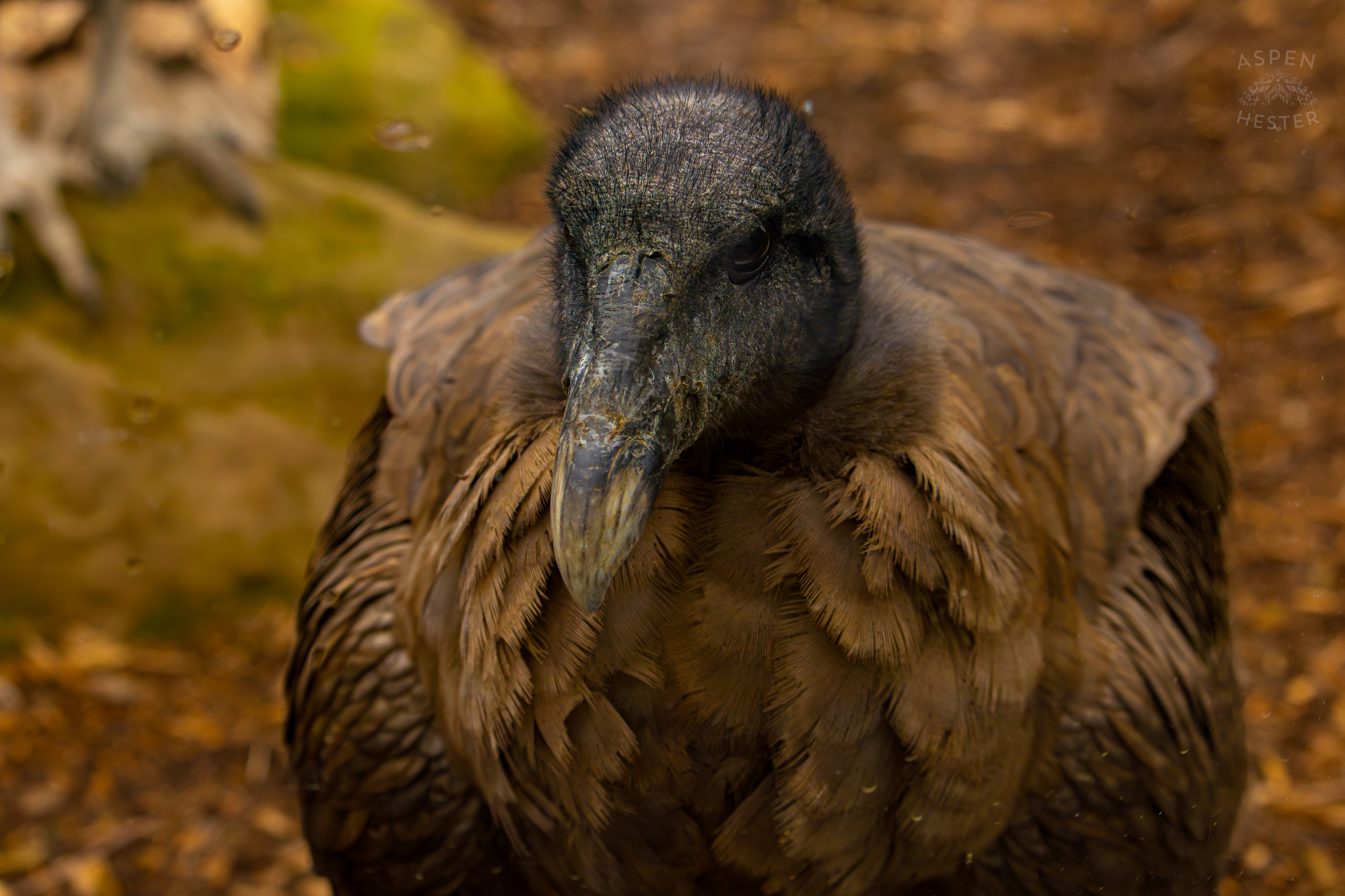 An Andean Condor Chilling in Condor Court Inside The National Aviary in Pittsburgh Pennsylvania. February 26th, 2025/Aspen Hester