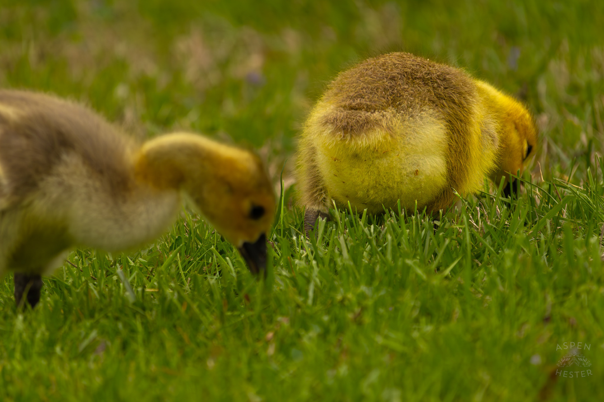 A Young Gosling Grazes Through Brown Park. April 14th, 2025/Aspen Hester