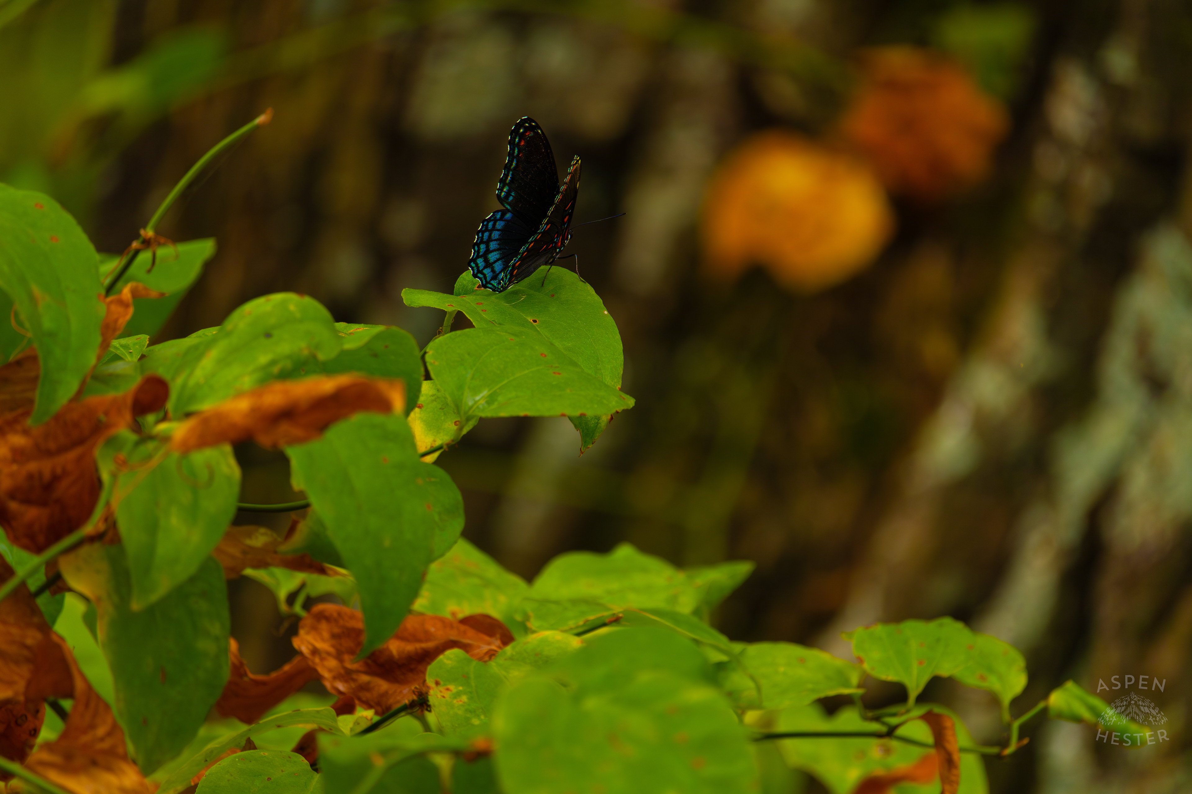 A Red-Spotted Admiral Butterfly Sits on A Bush Inside Jefferson Memorial Forest. September 3rd, 2024/Aspen Hester