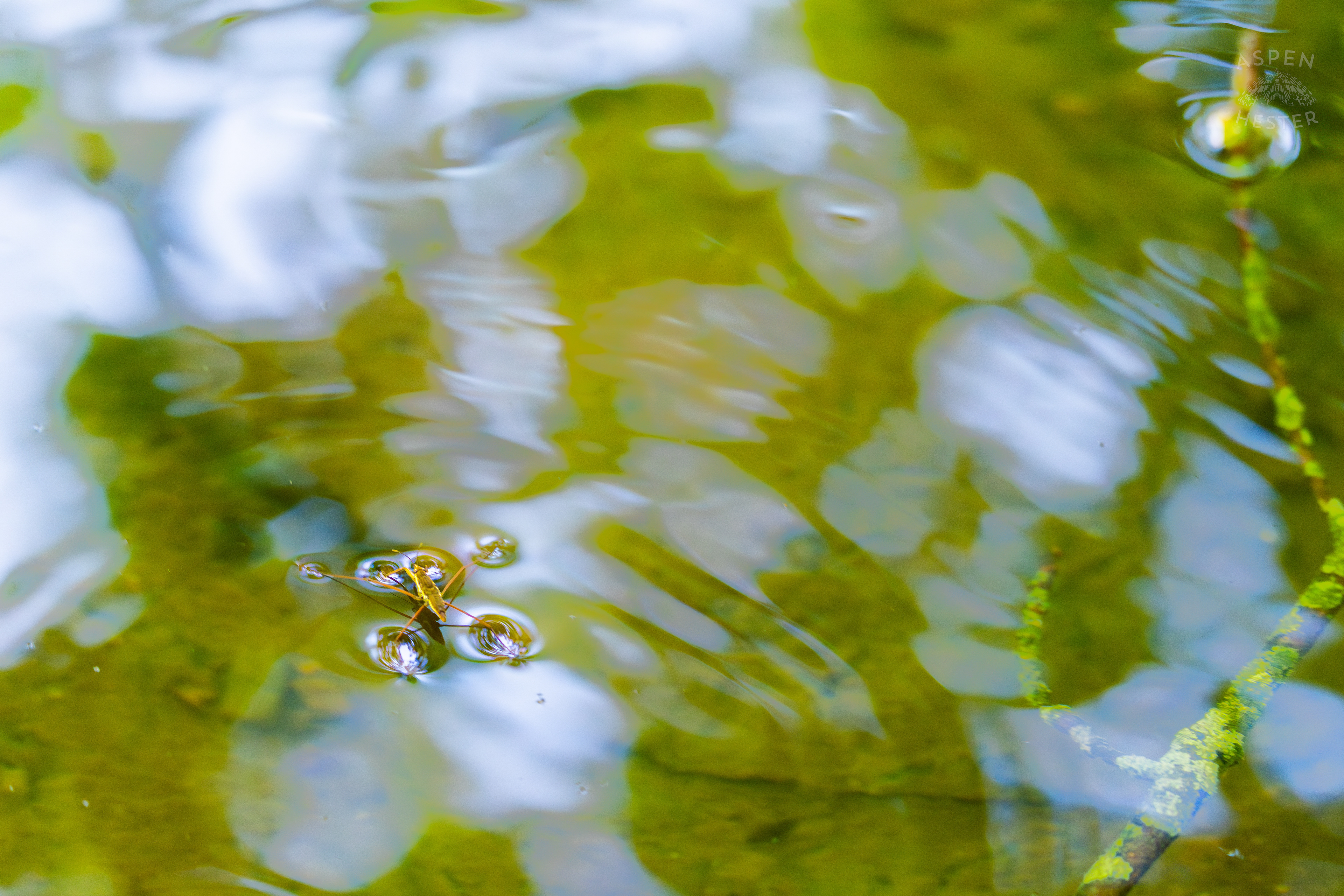 Water Strider on Middle Fork Beargrass Creek in Cherokee Park. May 28th, 2024/Aspen Hester