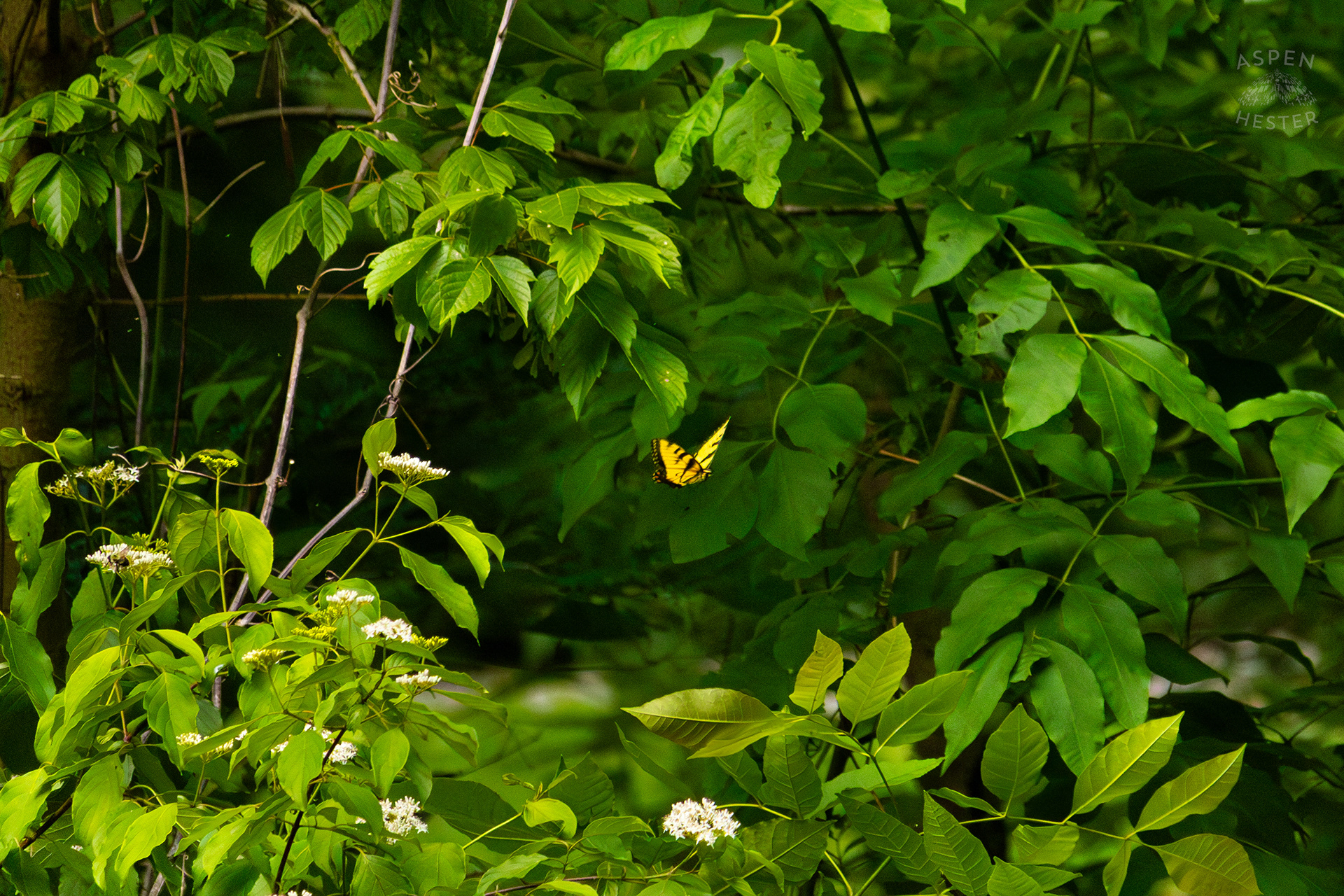 Tiger Butterfly on The Banks of  Middle Fork Beargrass Creek in Cherokee Park. May 28th, 2024/Aspen Hester