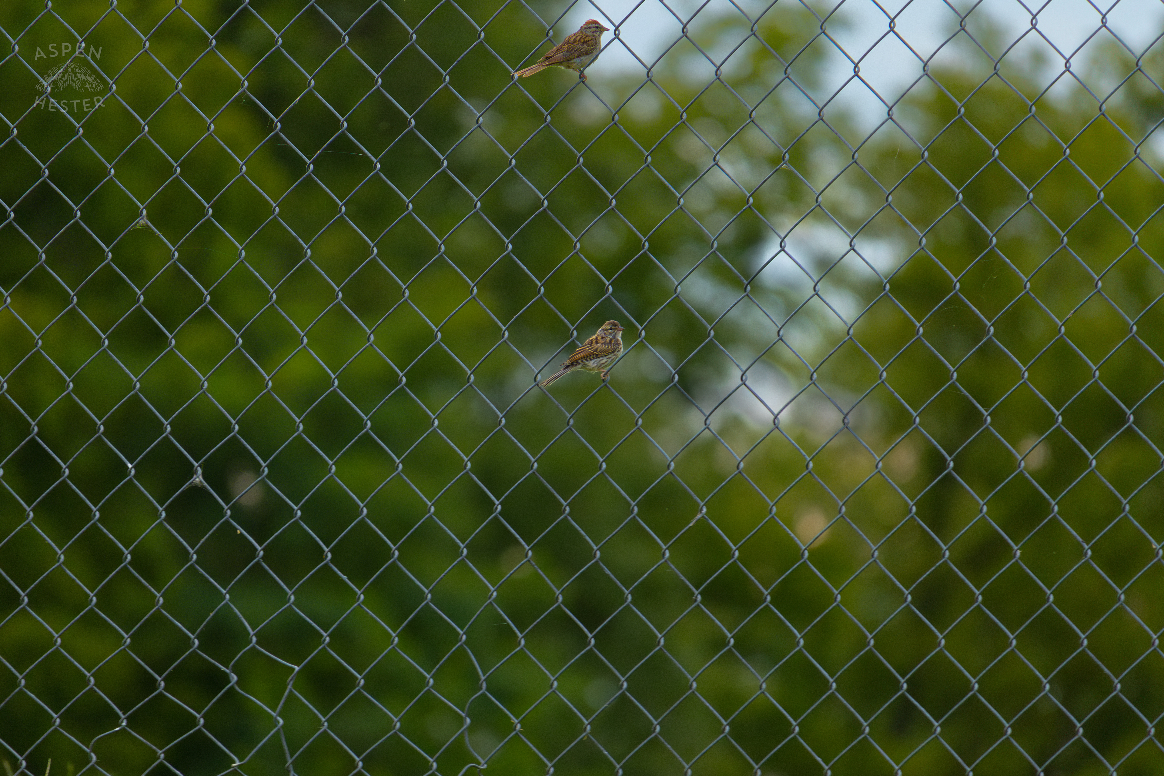 Two Song Sparrows Rest on A Chain Link Fence in Wendell Moore Park. August 12th, 2024/Aspen Hester
