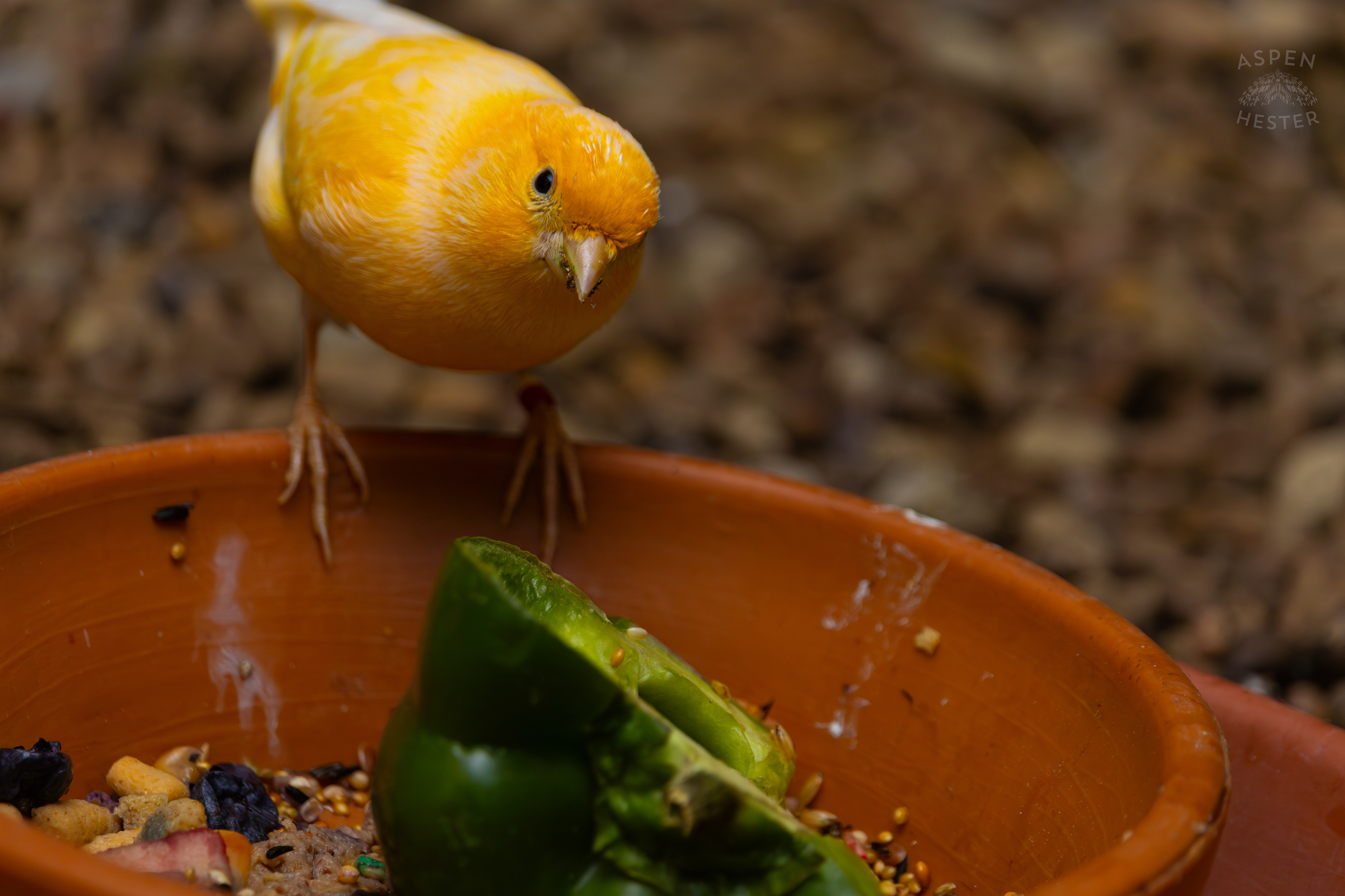 An Atlantic Island Canary Looks at Me as It Eats A Meal in The Grasslands Inside The National Aviary in Pittsburgh Pennsylvania. February 26th, 2025/Aspen Hester