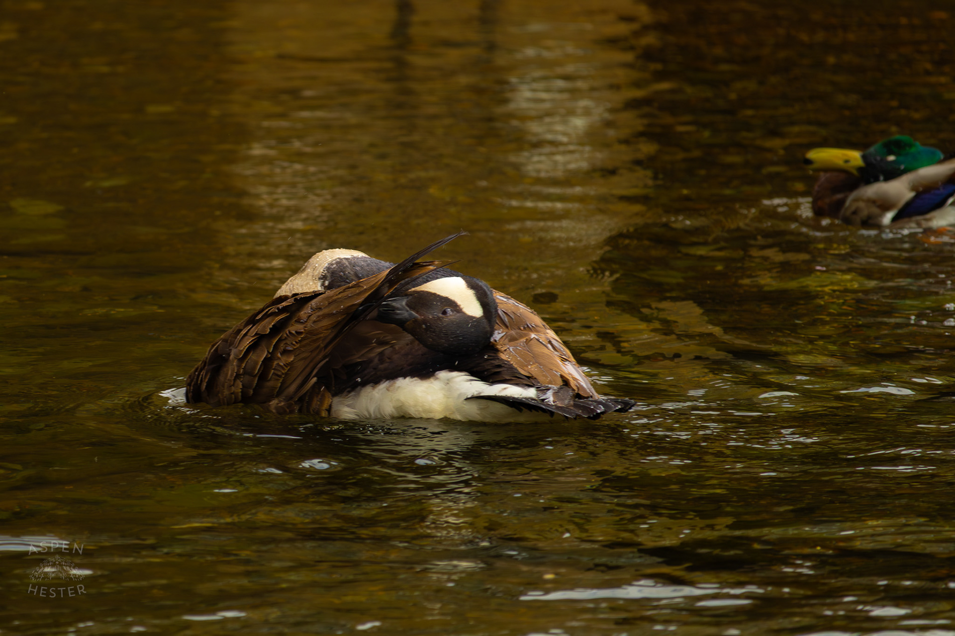 A Goose Preens in Middle Fork Beargrass Creek Where It Runs Through Brown Park. April 14th, 2025/Aspen Hester