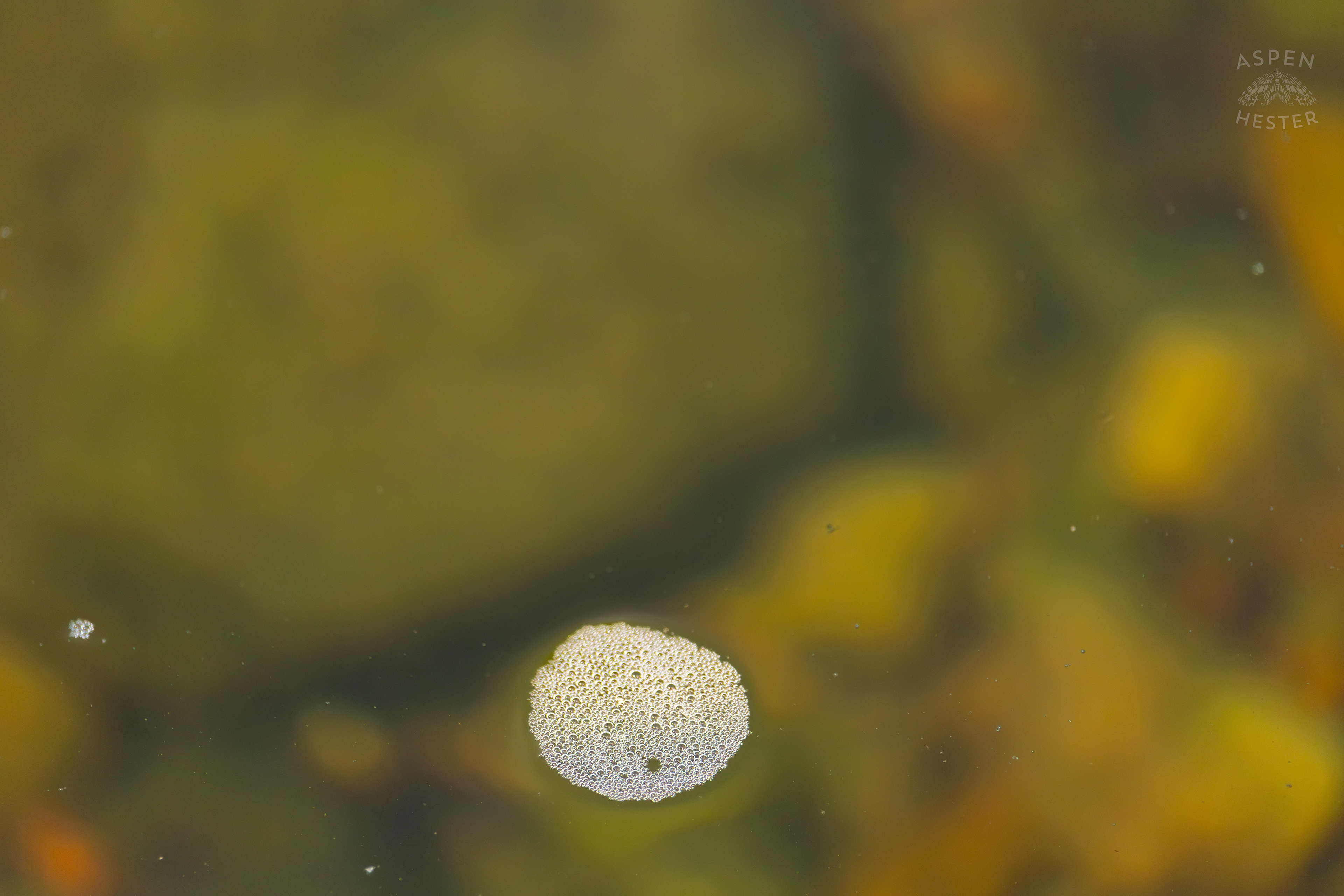 Bubbles Floating Down Middle Fork Beargrass Creek in Cherokee Park. May 28th, 2024/Aspen Hester
