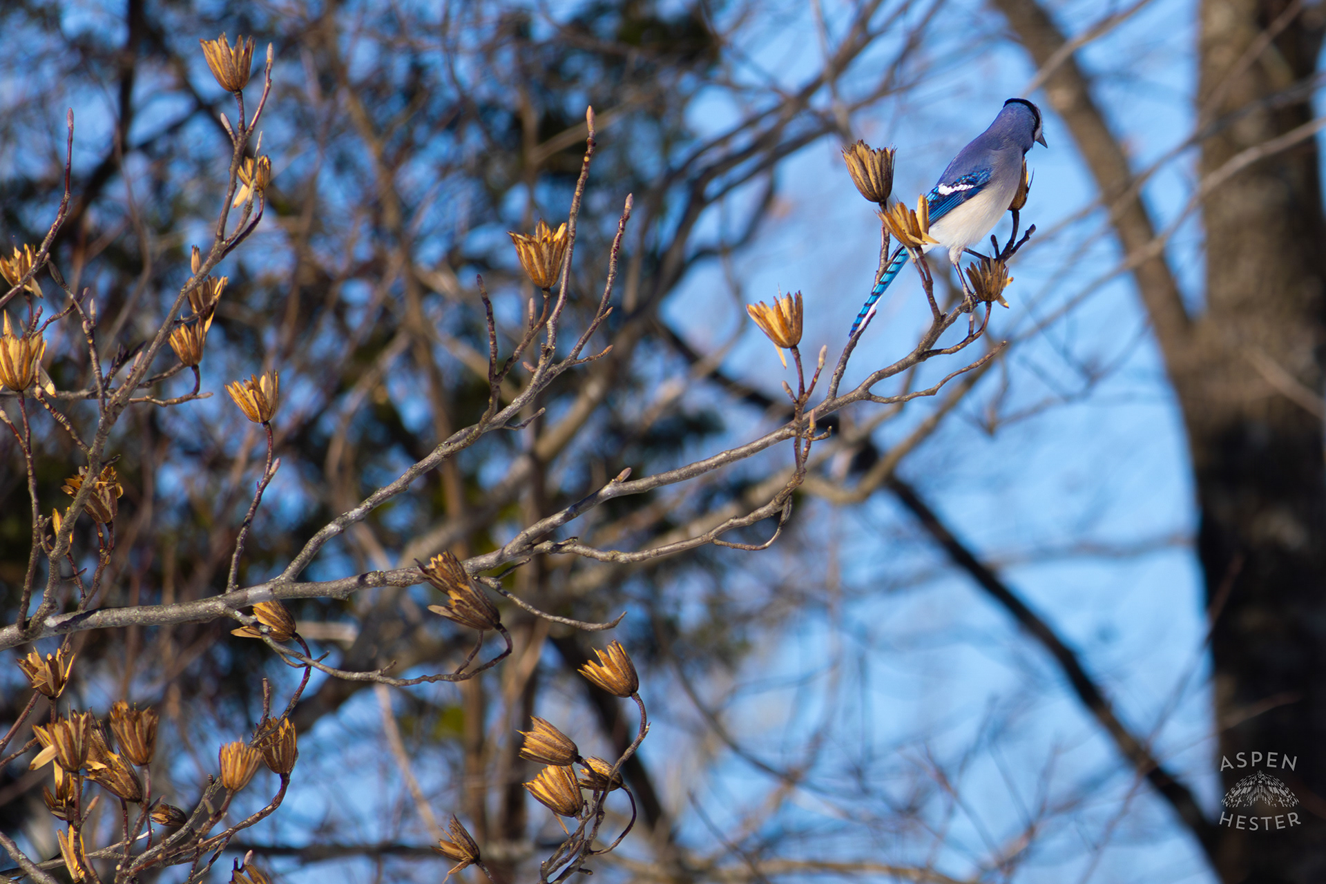 A Blue Jay Sits in A Tulip Tree in The Snowy Landscape of my Backyard. January 13th, 2025/Aspen Hester