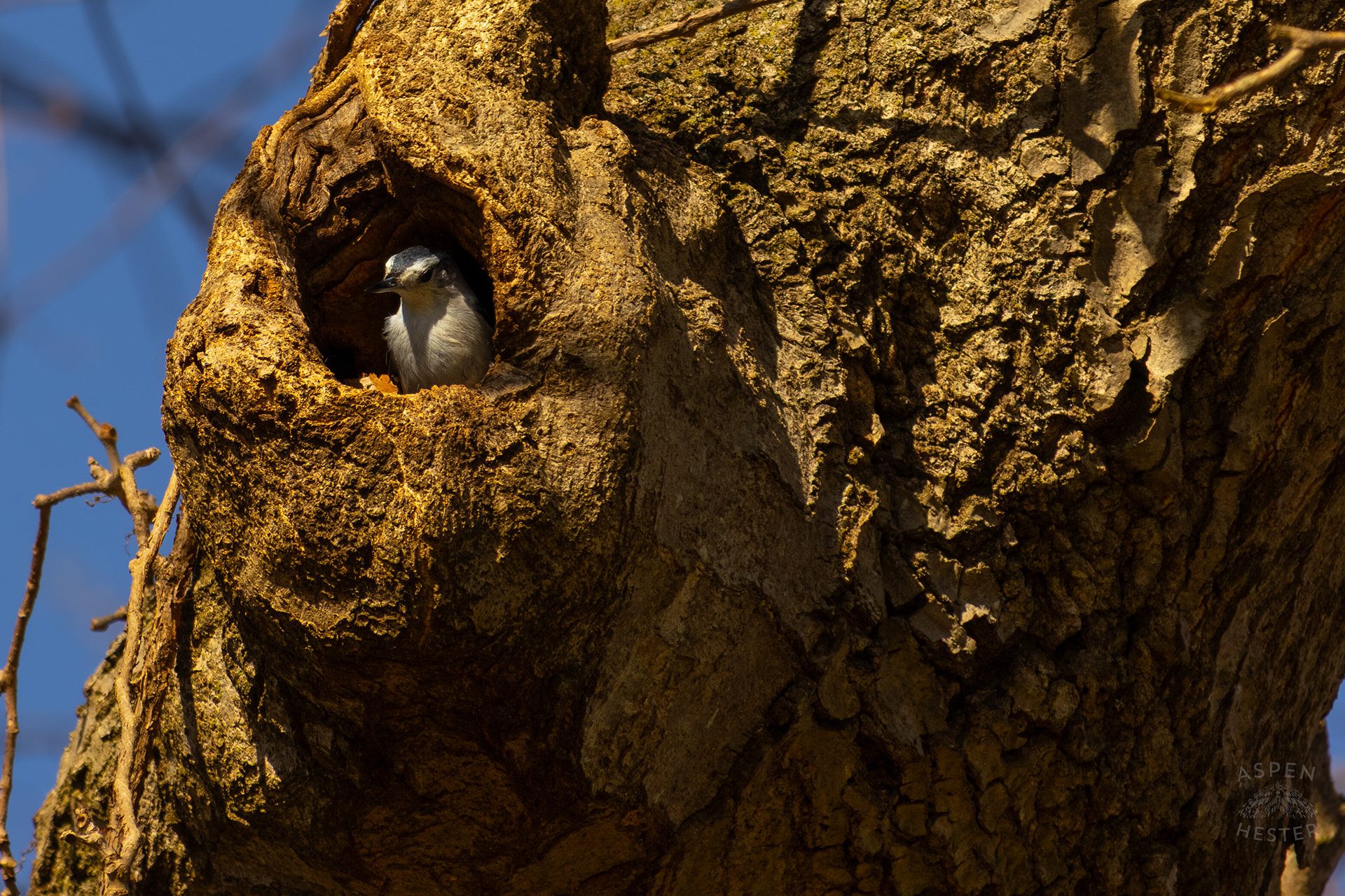 A Female White-Breasted Nuthatch Peers Out From Her Tree Hollow Home in Wendell Moore Park Right Before Spring. March 18th, 2025/Aspen Hester
