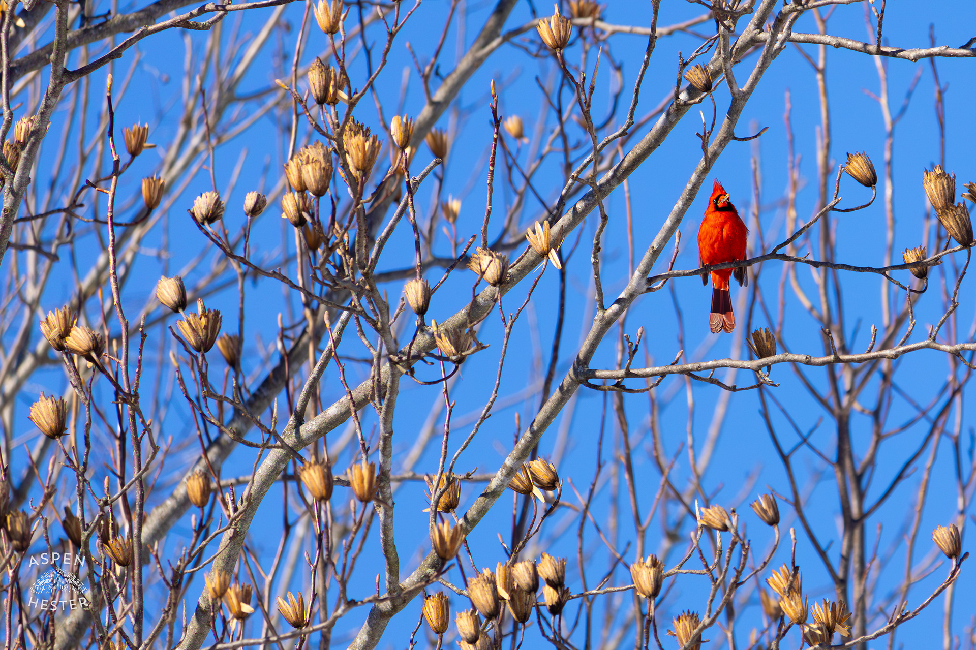 A Cardinal Sits in A Tulip Tree with A Seed in His Mouth in my Backyard. January 13th, 2025/Aspen Hester