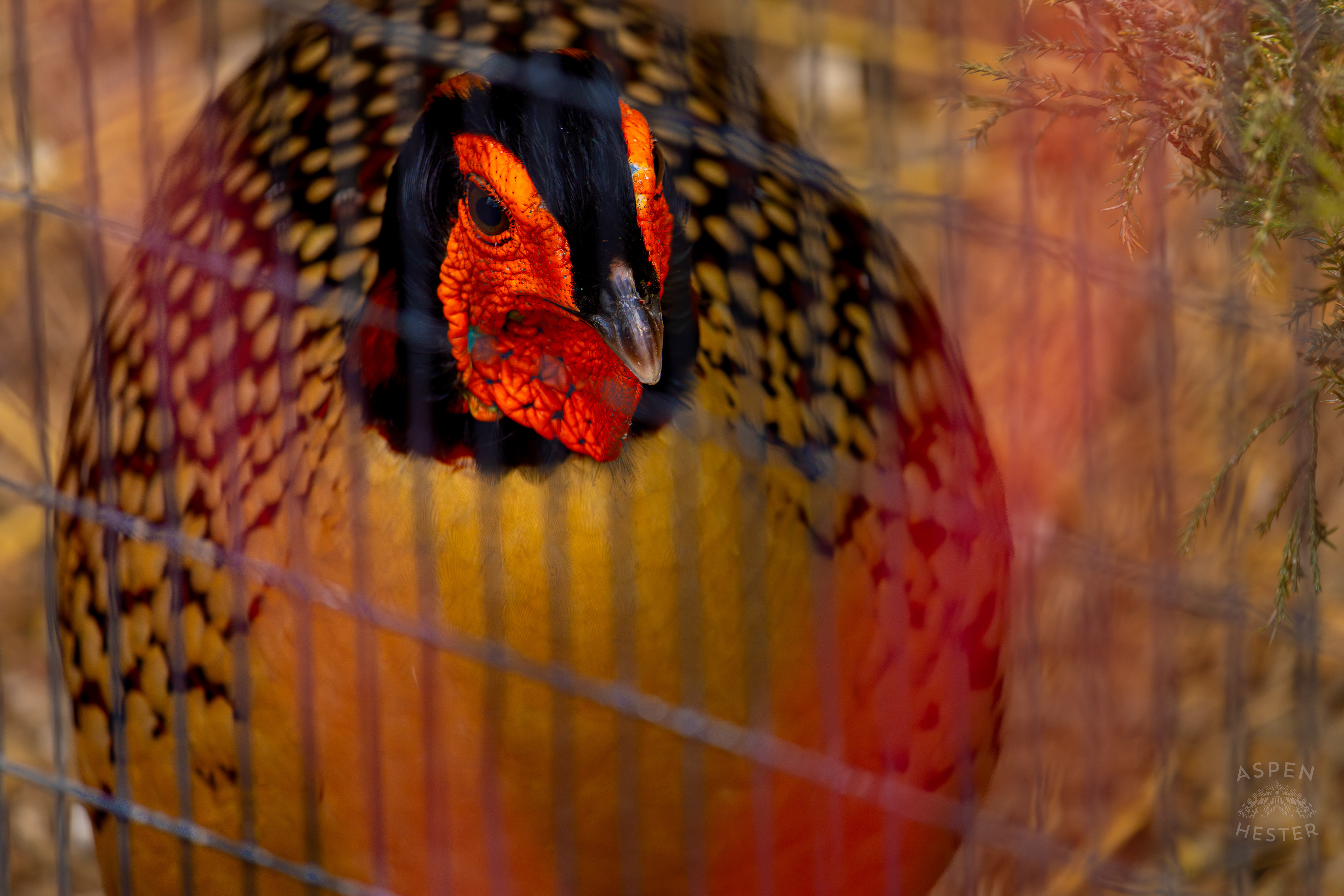 A Cabot's Tragopan Hangs Out Behind The Fence in Condor Court Inside The National Aviary in Pittsburgh Pennsylvania. February 26th, 2025/Aspen Hester
