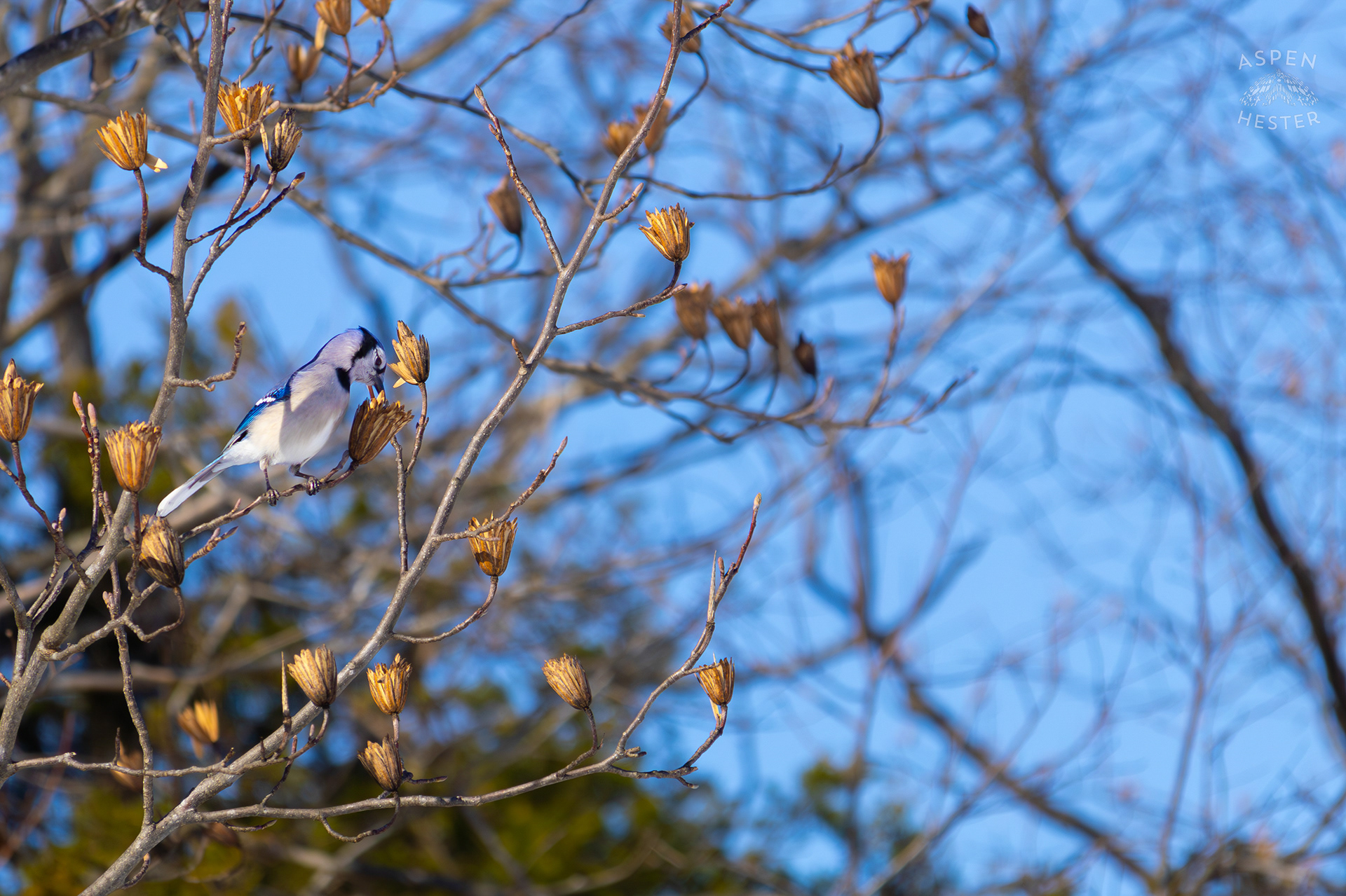 A Blue Jay Eats The Seeds from A Tulip Tree in The Snowy Landscape of my Backyard. January 13th, 2025/Aspen Hester