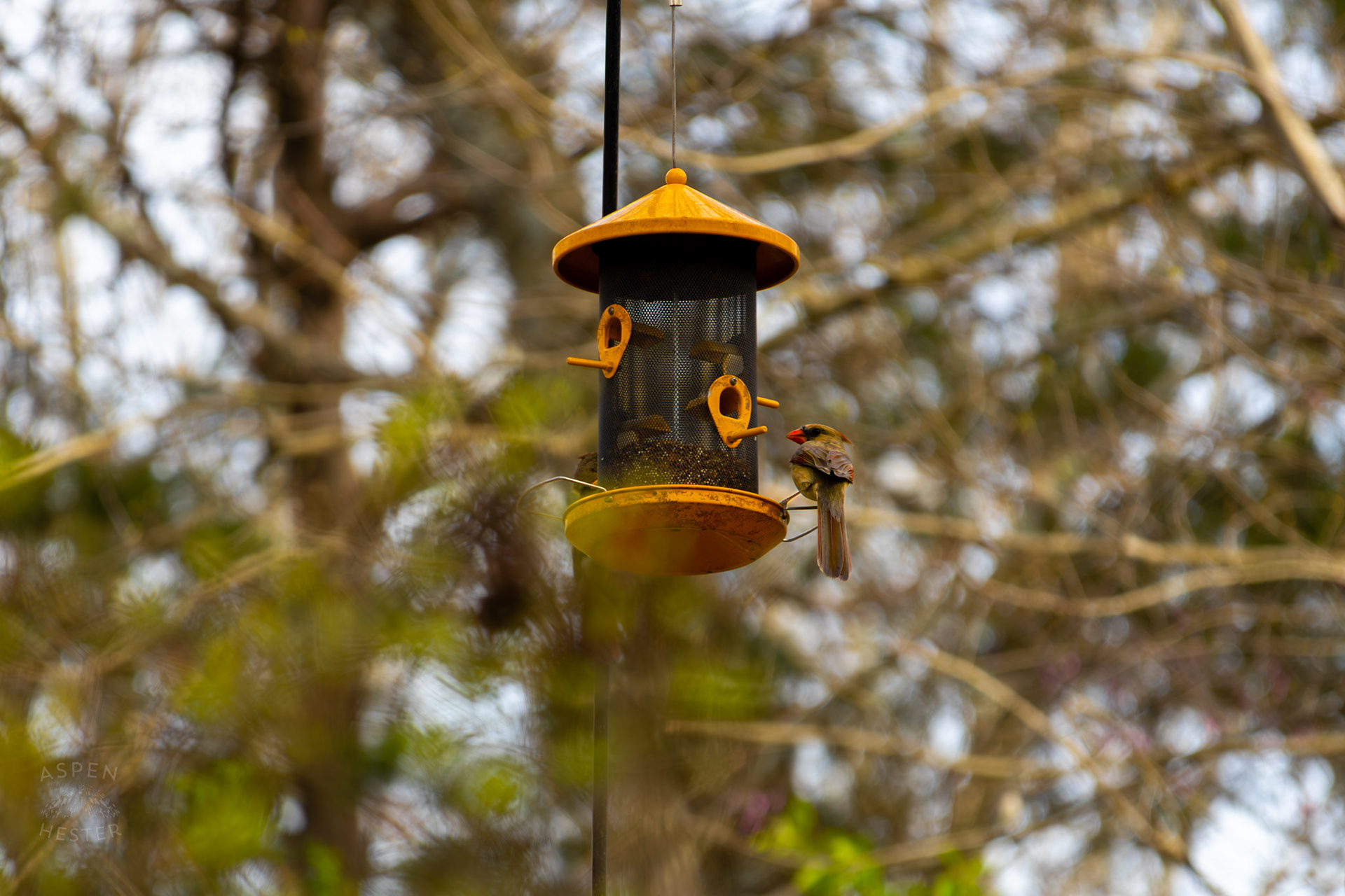 Two Female Cardinal Eat From A Birdfeeder in My Neighbor's Yard. March 29th, 2026/Aspen Hester