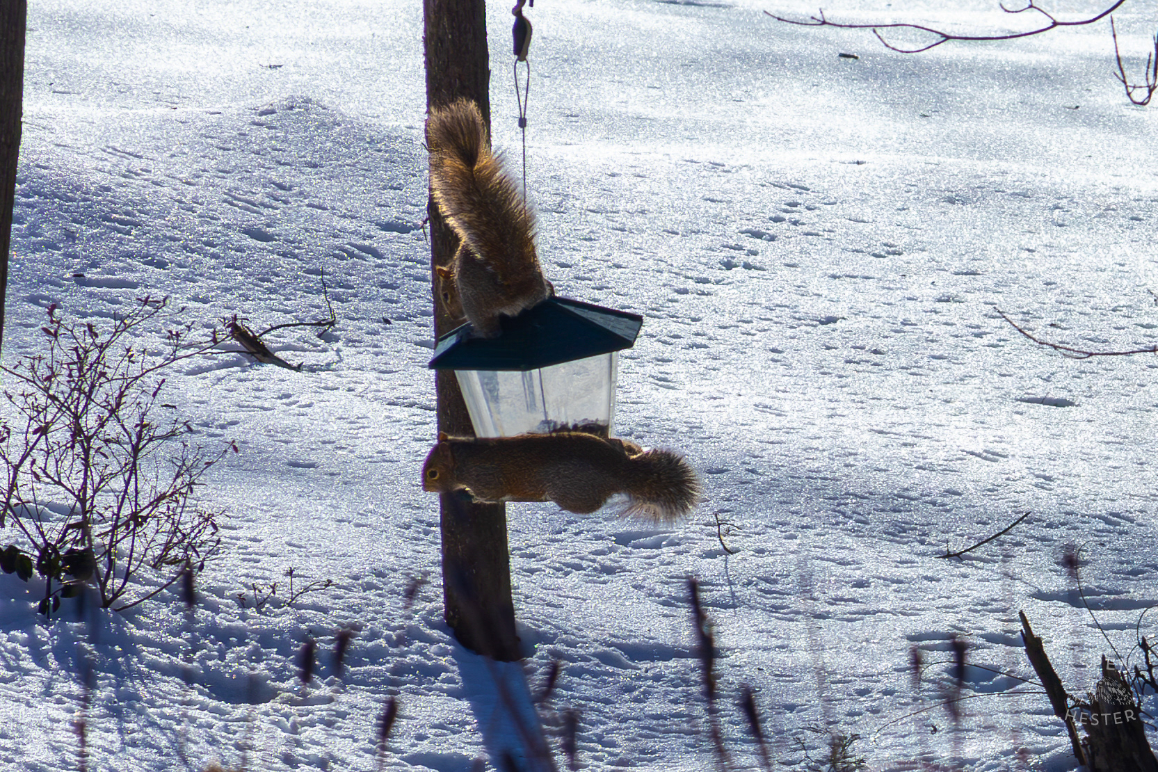 Two Squirrels Swing from A Bird Feeder Surrounded by The Snowy Landscape of my Backyard. January 13th, 2025/Aspen Hester