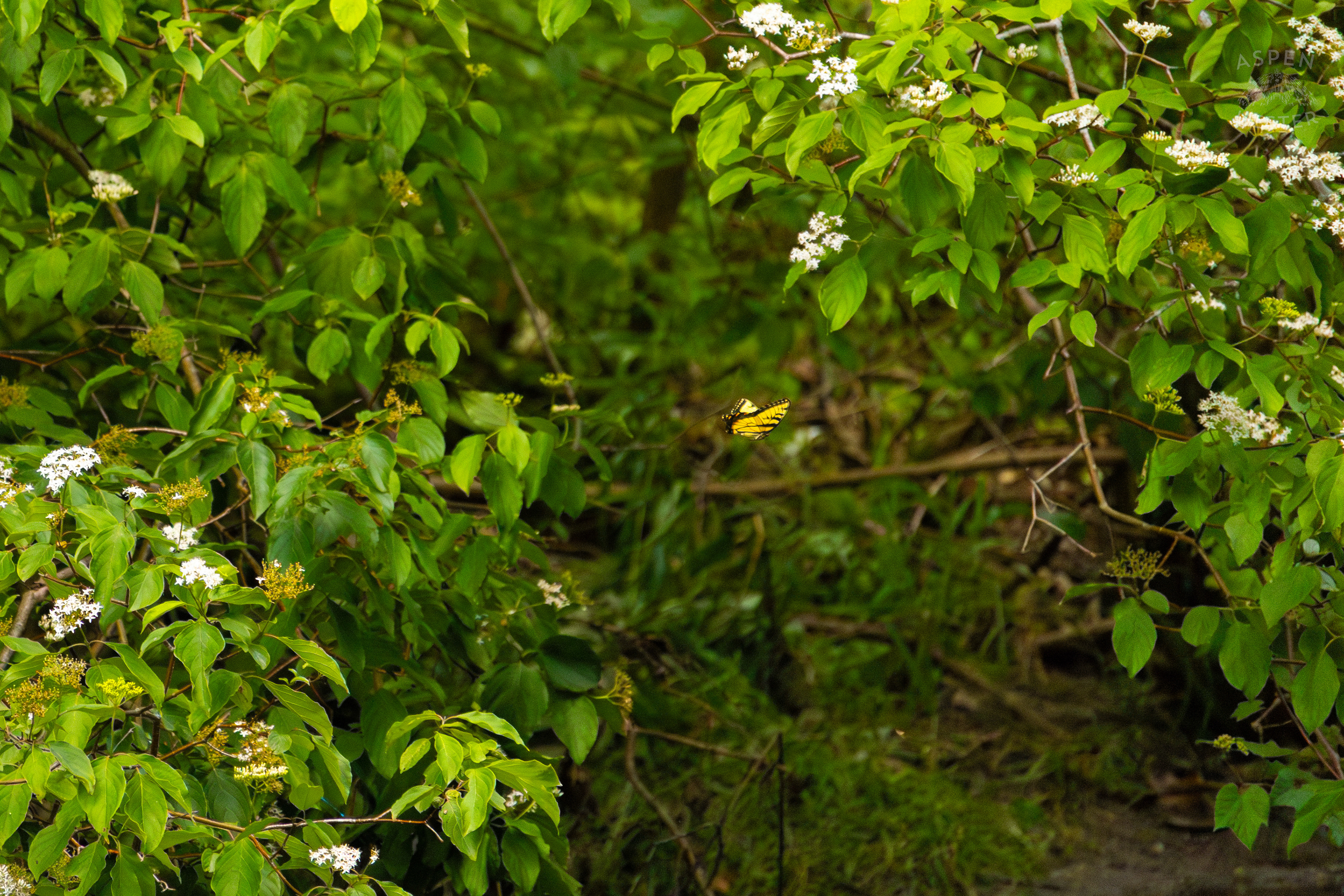 Tiger Butterfly on The Banks of  Middle Fork Beargrass Creek in Cherokee Park. May 28th, 2024/Aspen Hester