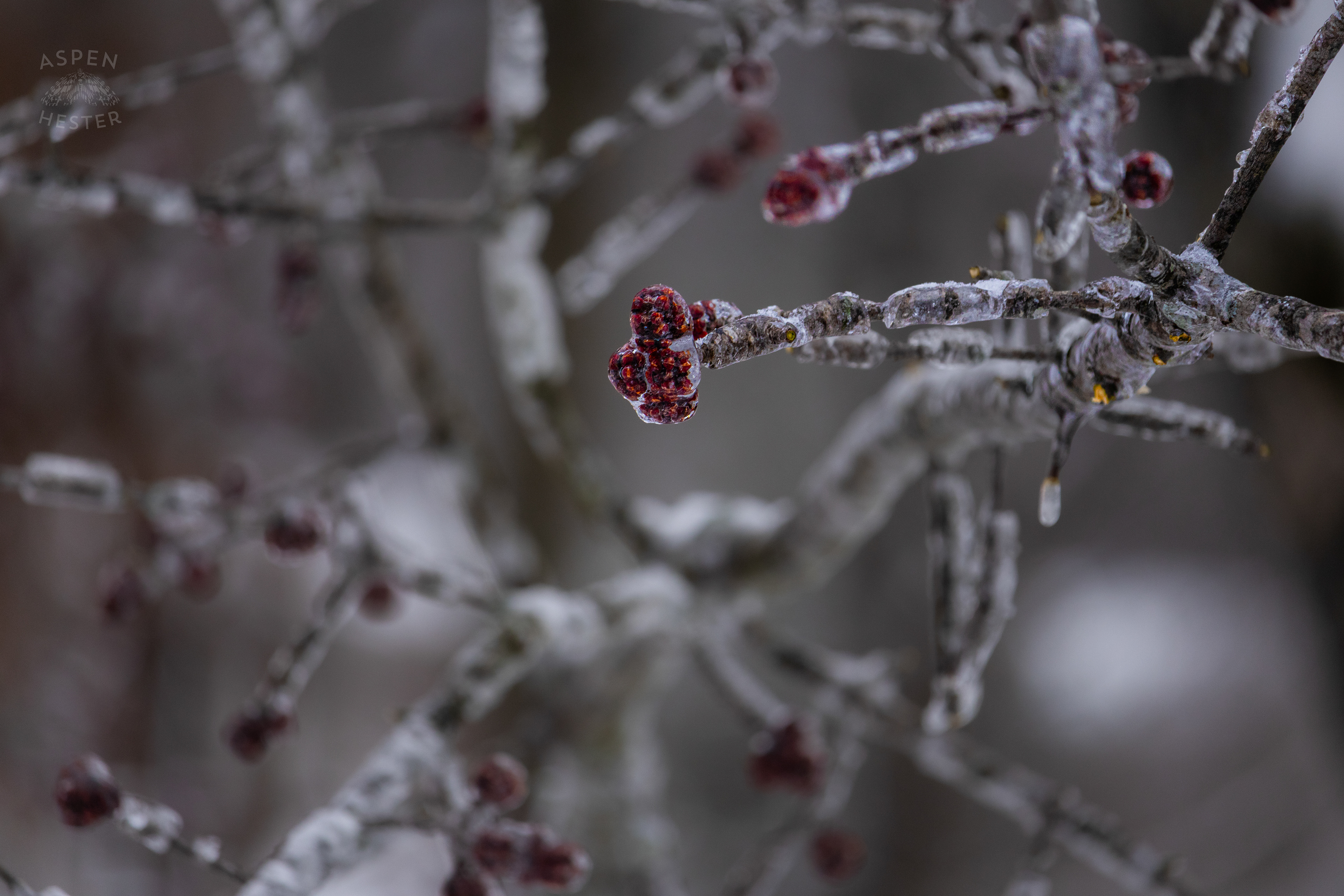 Large Branch of A Red Maple Tree Encased in the Ice That Caused it to Fall After Winter Storm Blair. January 6th, 2025/Aspen Hester
