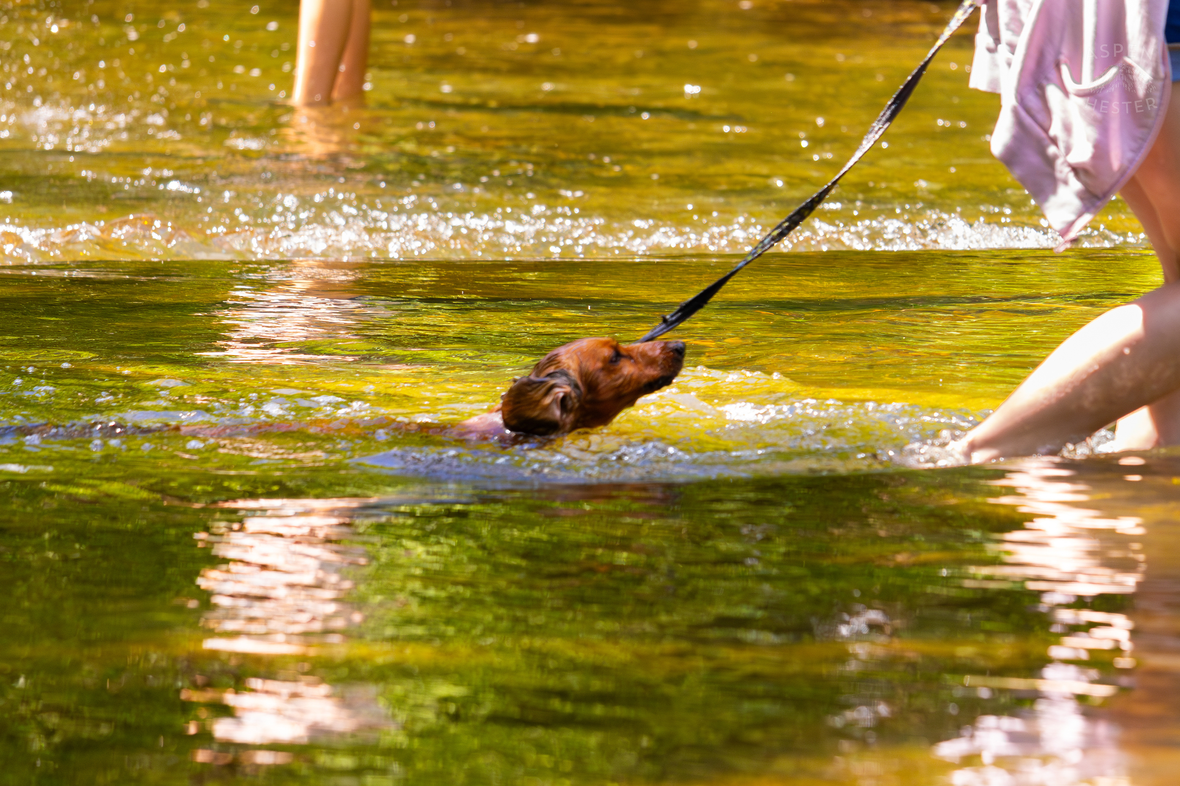 Dachshund Struggles to Swim in the High Waters of Middle Fork Beargrass Creek in Cherokee Park. May 28th, 2024/Aspen Hester