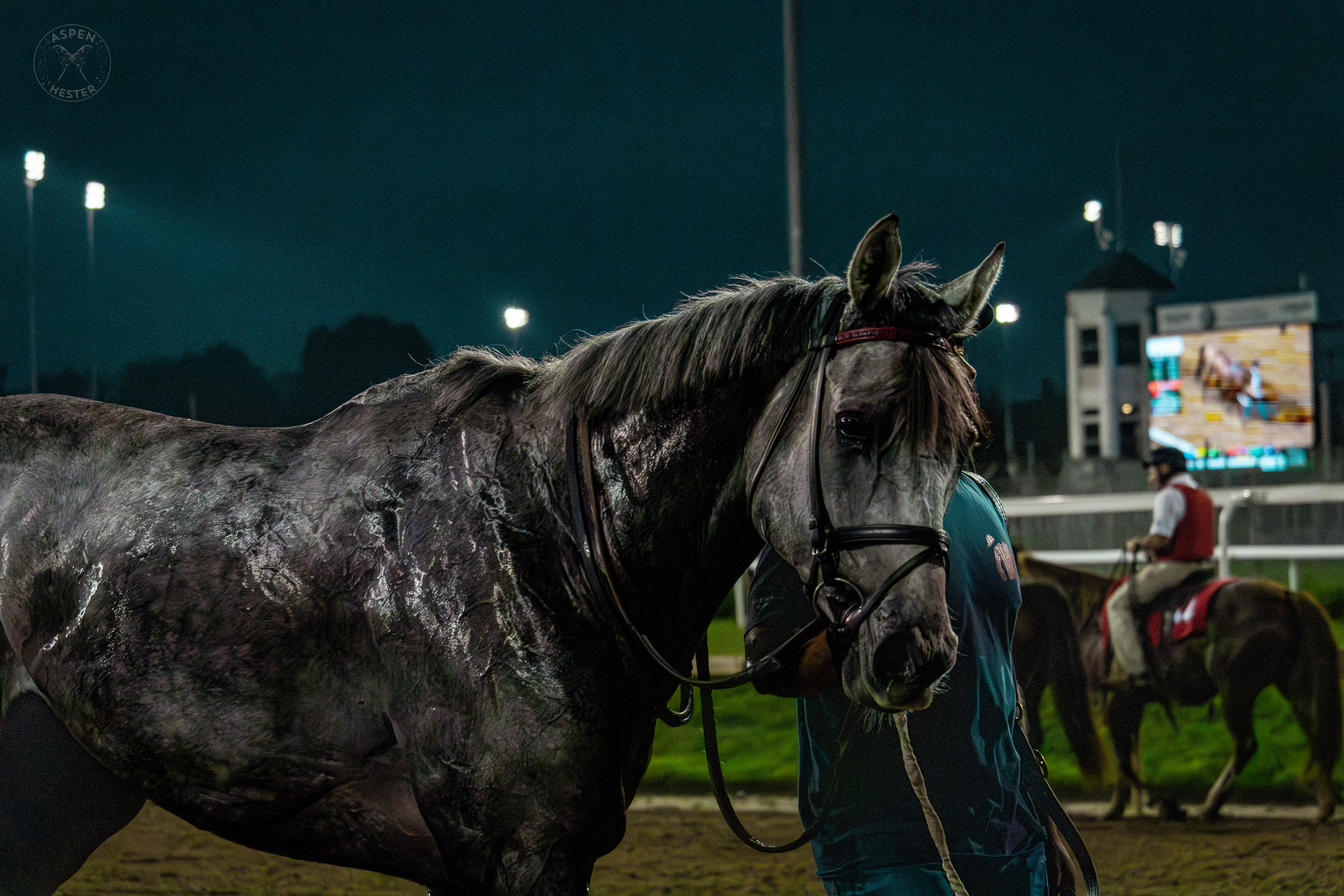 Horse Strolling Down the Track at Downs After Dark. May 18th, 2024/Aspen Hester