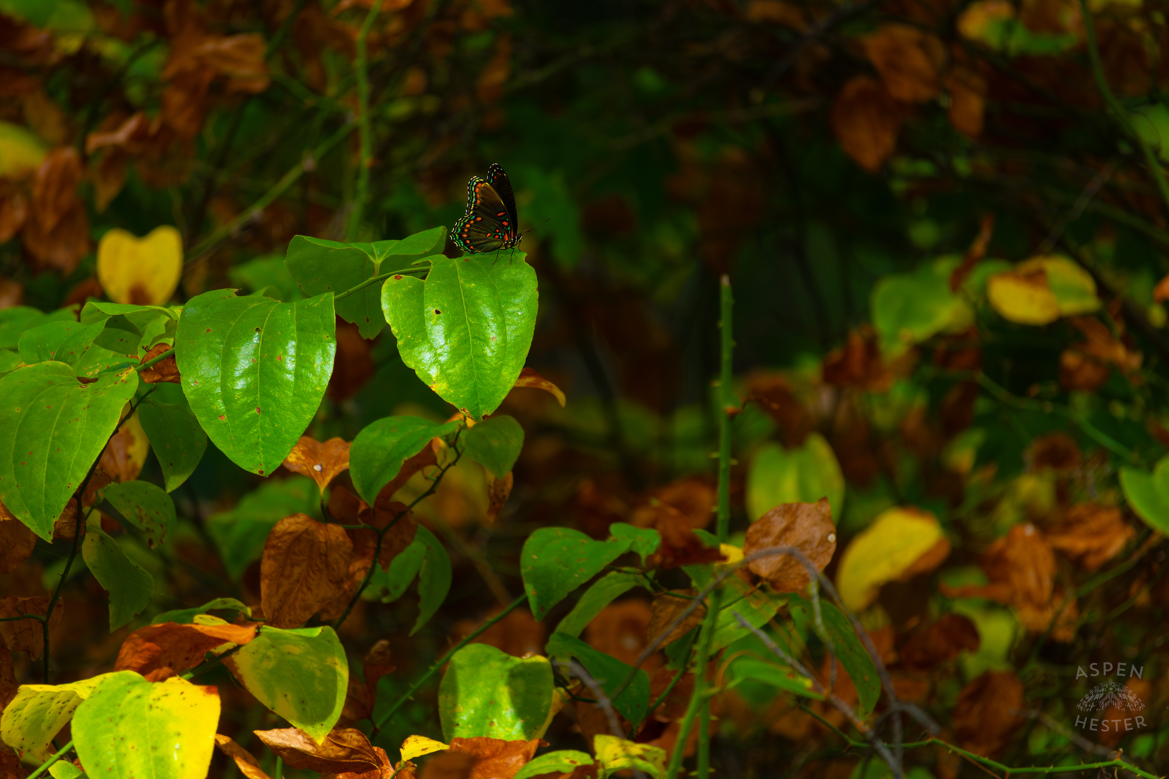 A Red-Spotted Admiral Butterfly Sits on A Bush Inside Jefferson Memorial Forest. September 3rd, 2024/Aspen Hester