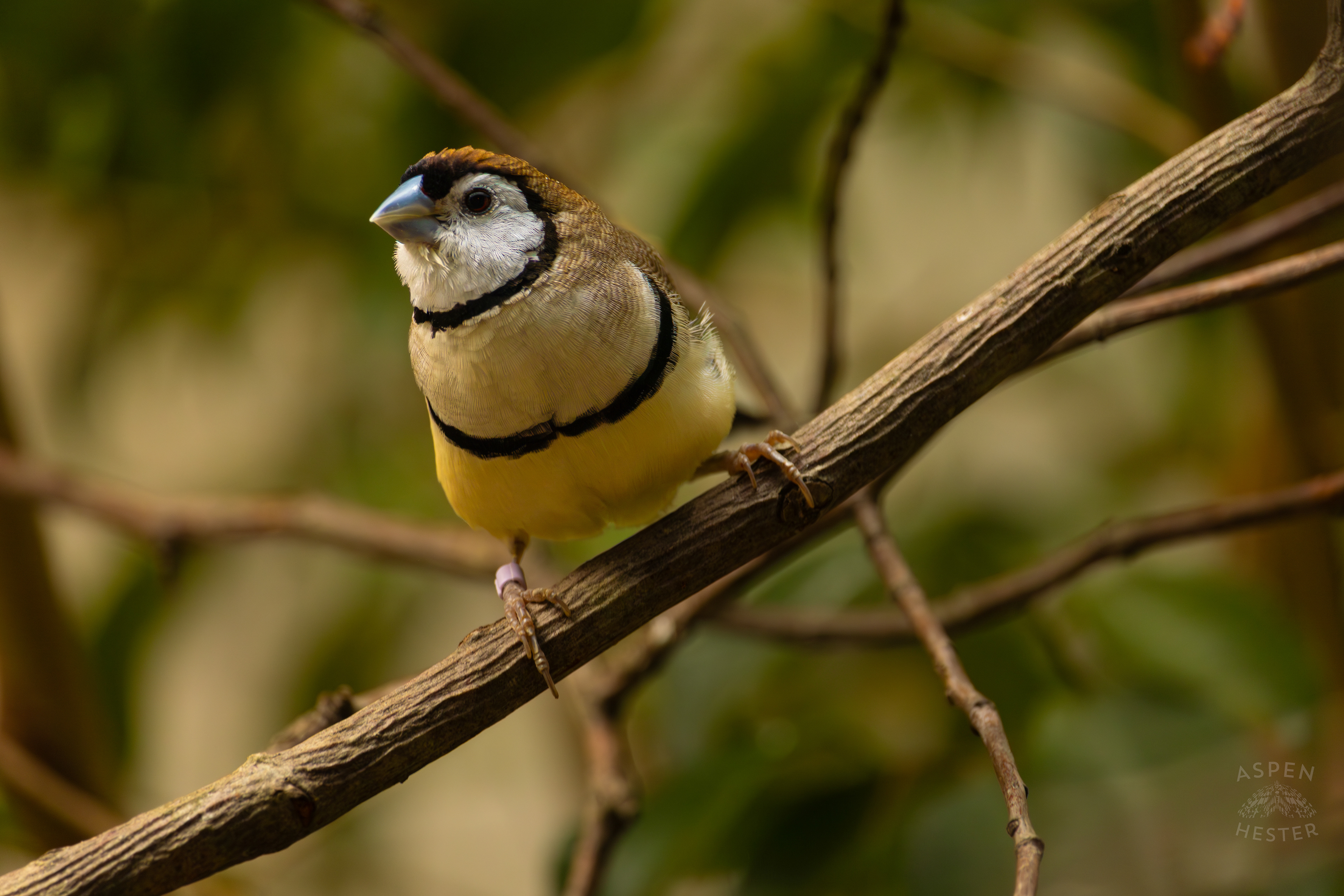 A Double-Barred Finch Sits on A Branch in The Grasslands Inside The National Aviary in Pittsburgh Pennsylvania. February 26th, 2025/Aspen Hester