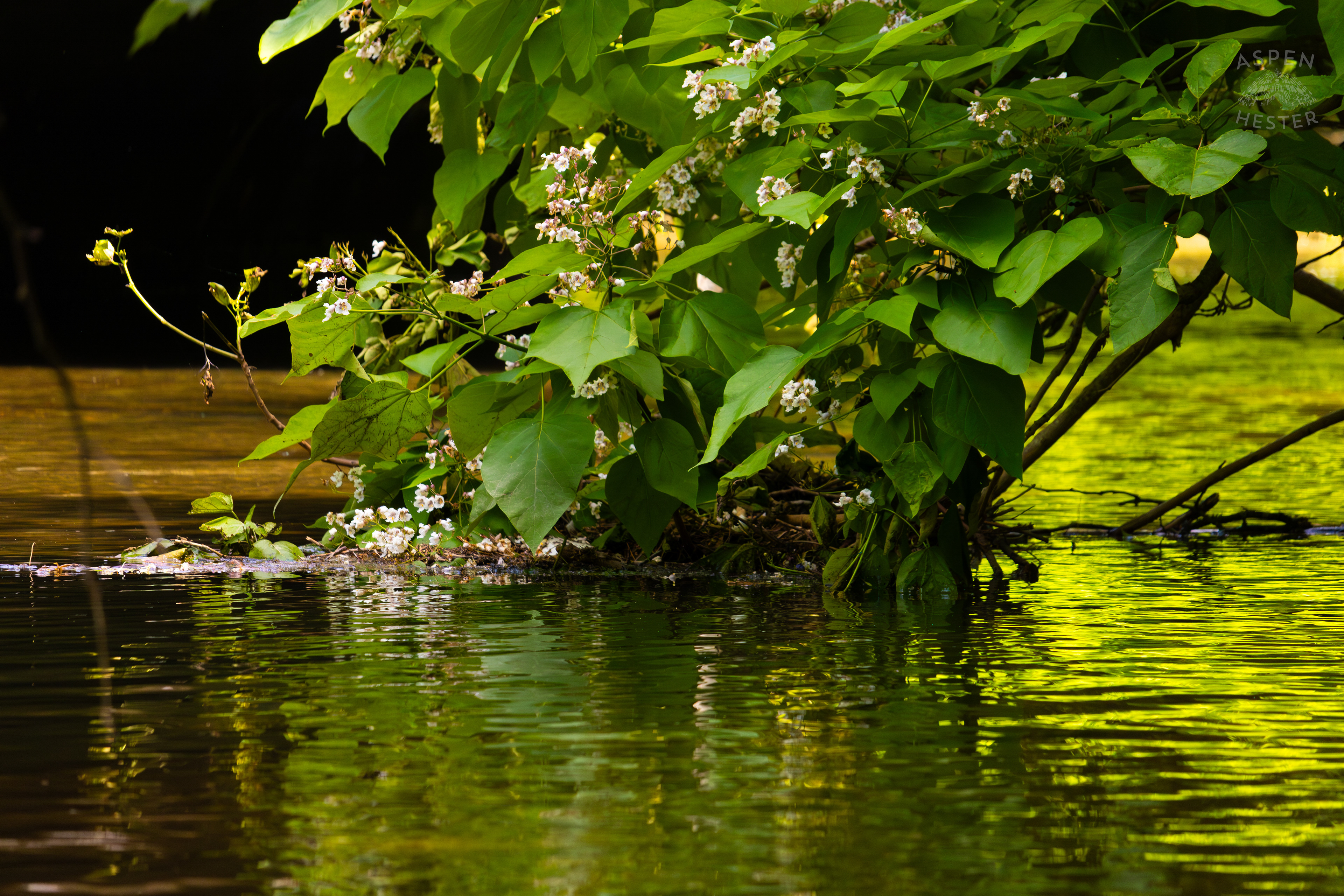 Buckwheat Overhanging Middle Fork Beargrass Creek in Cherokee Park. May 28th, 2024/Aspen Hester